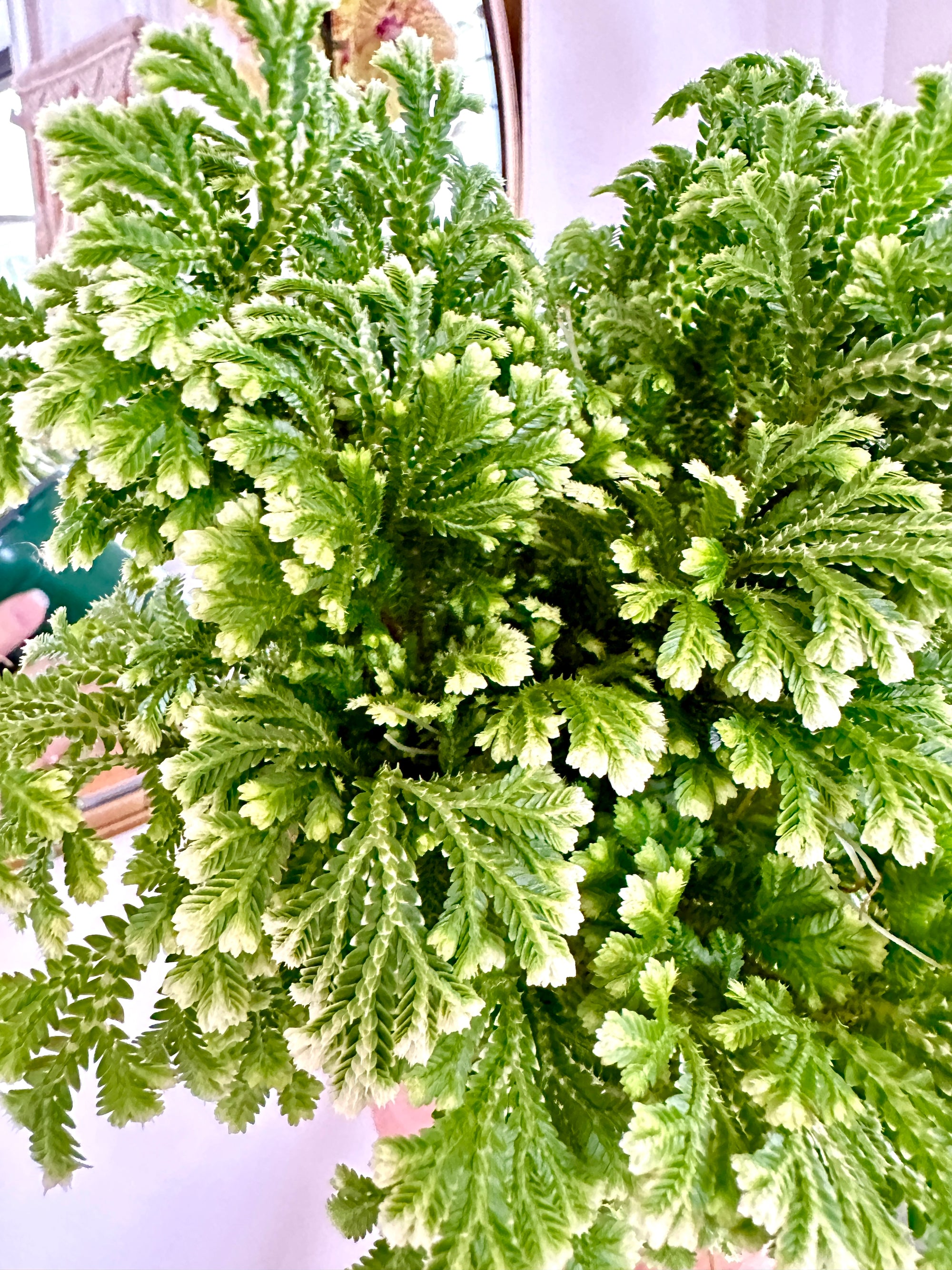 Selaginella "Frosted Fern"