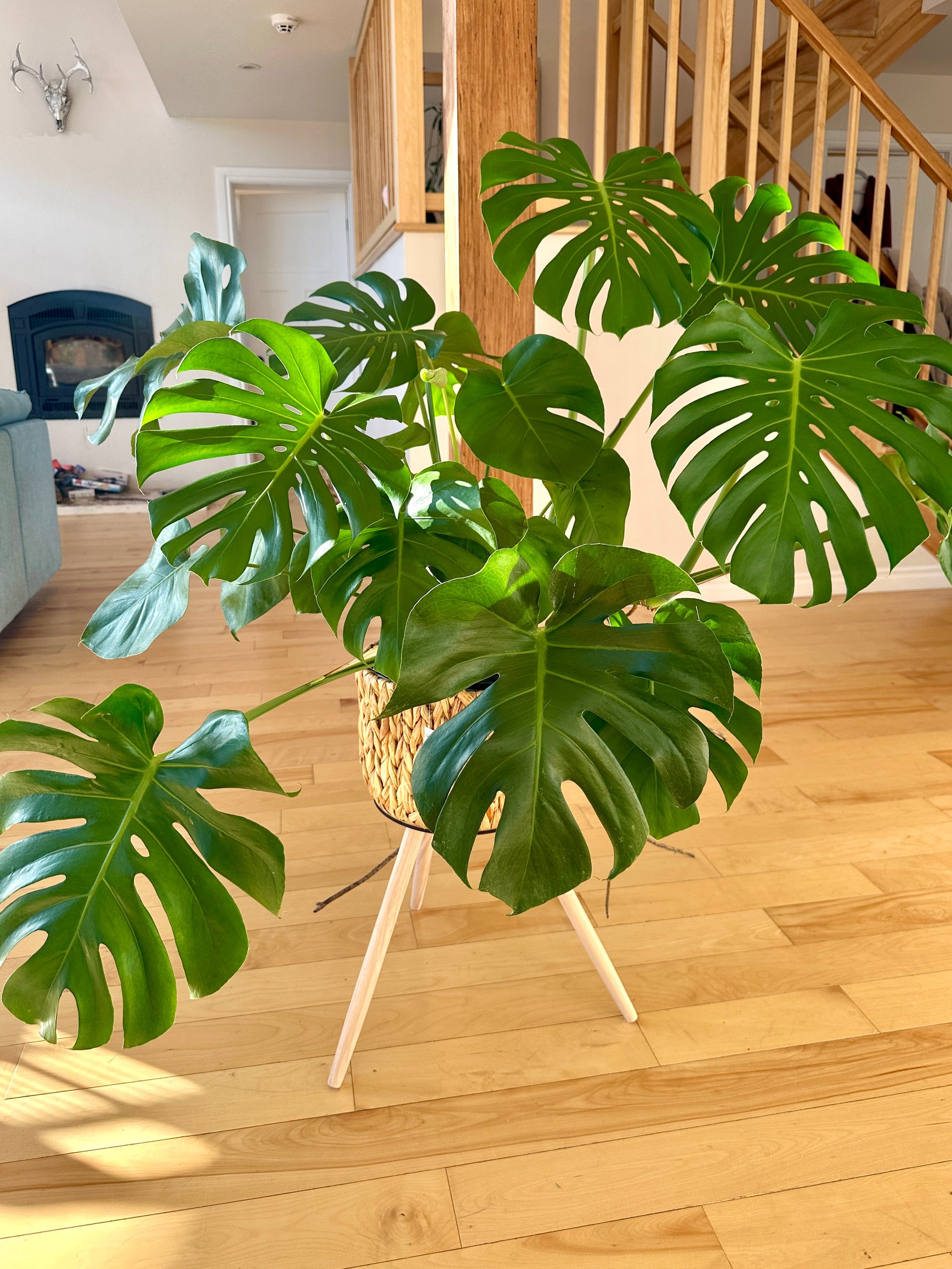 Monstera Deliciosa