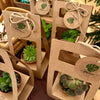 Cadeau Succulente