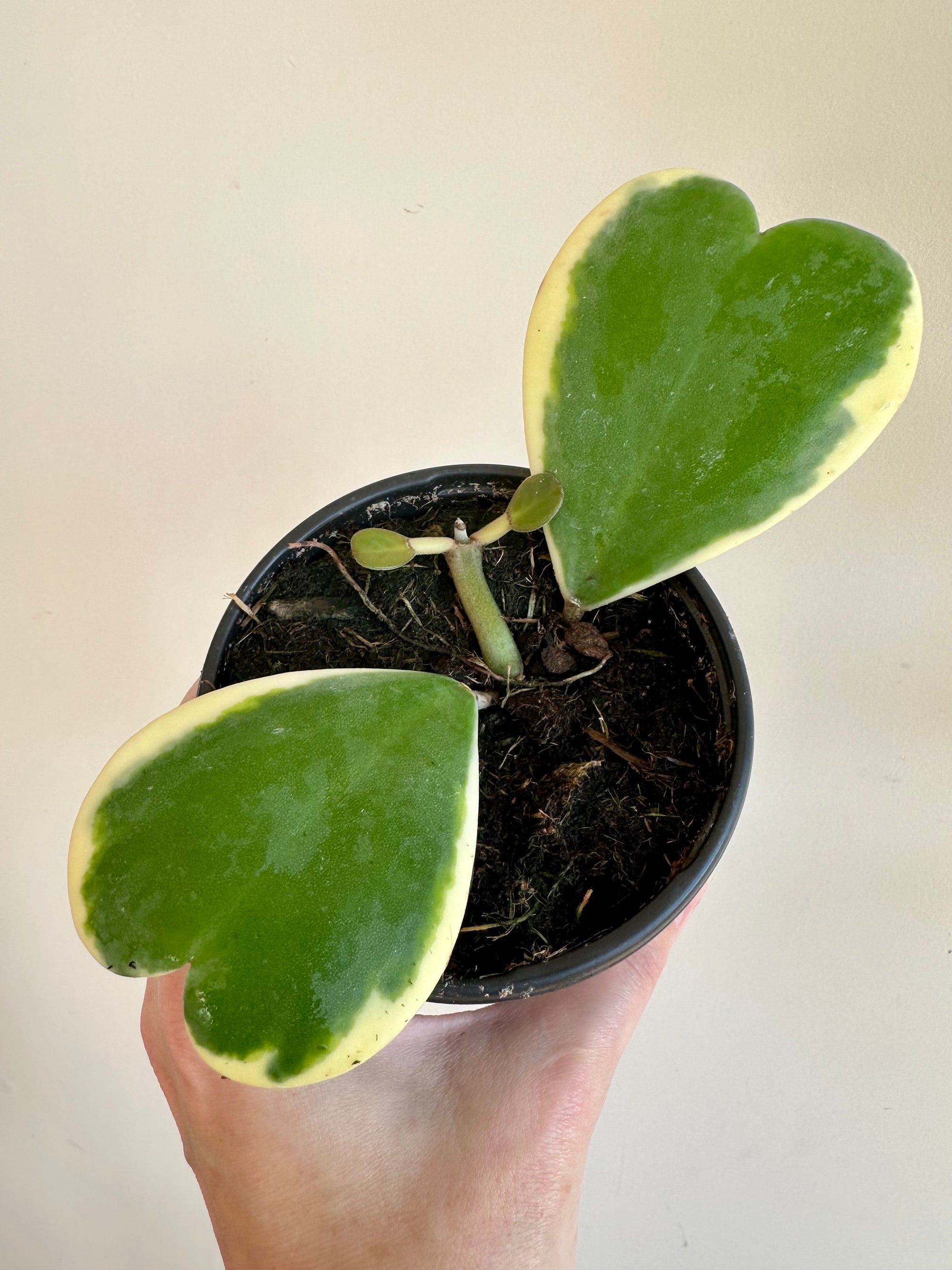 Hoya Kerrii albo 4"