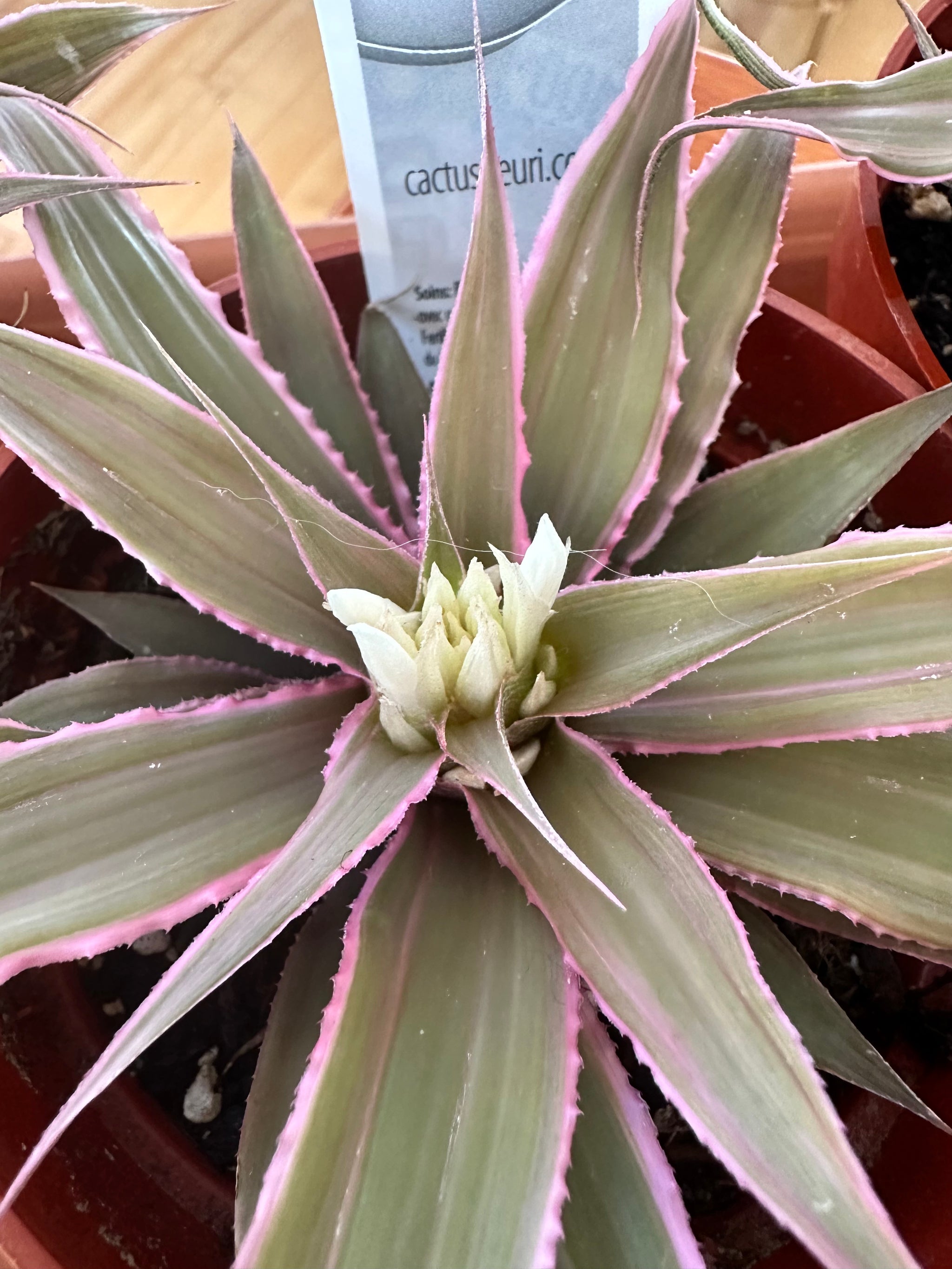 Cryptanthus bivittatus 'Pink Starlite' 4"