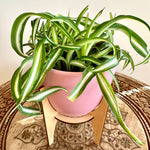Chlorophytum Laxum "Bonnie "Curly spider" 4"