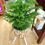 araucaria pin de norfolk pine