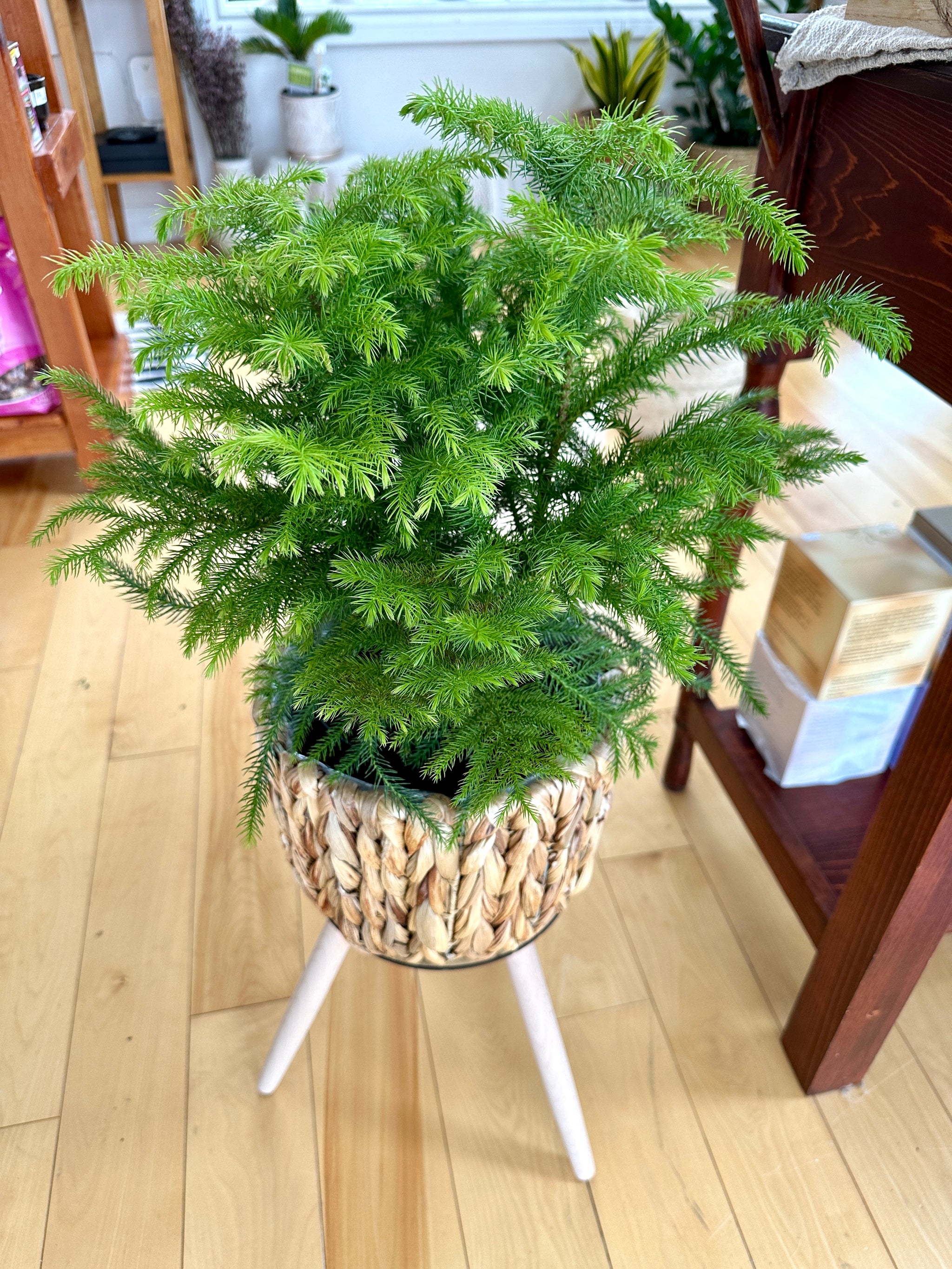 Araucaria 'Norfolk Pine'