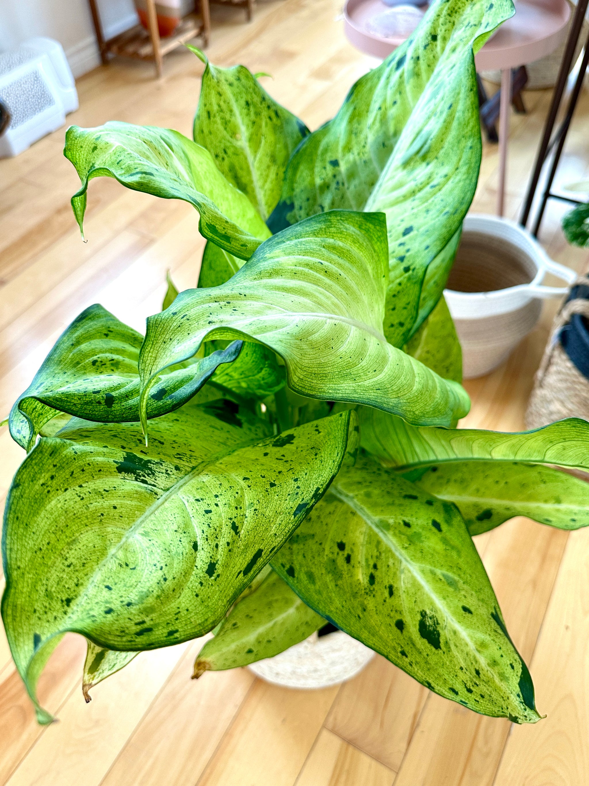 Dieffenbachia Camouflage