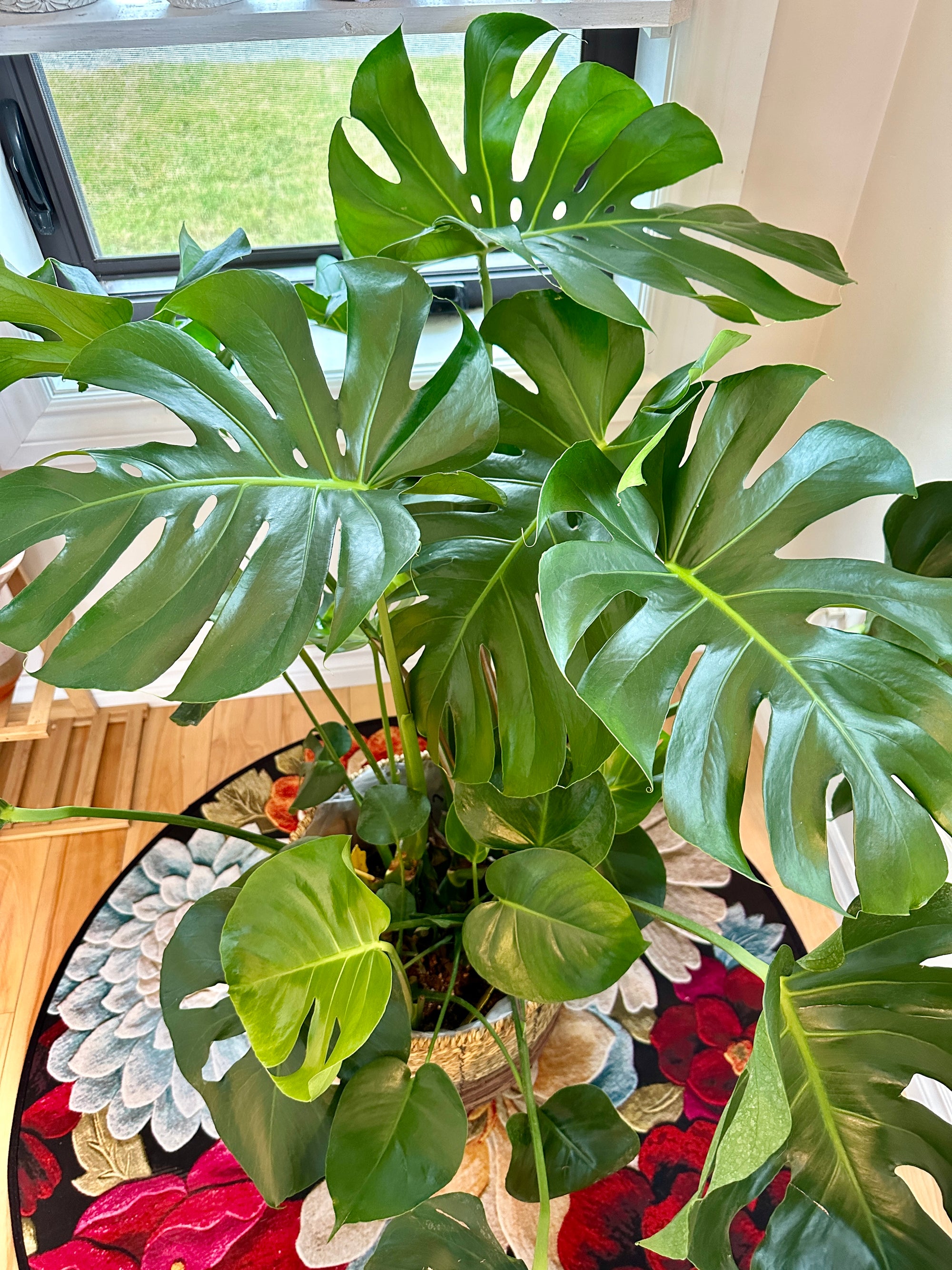 Monstera Deliciosa