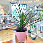 Dracaena marginata 'bicolor'