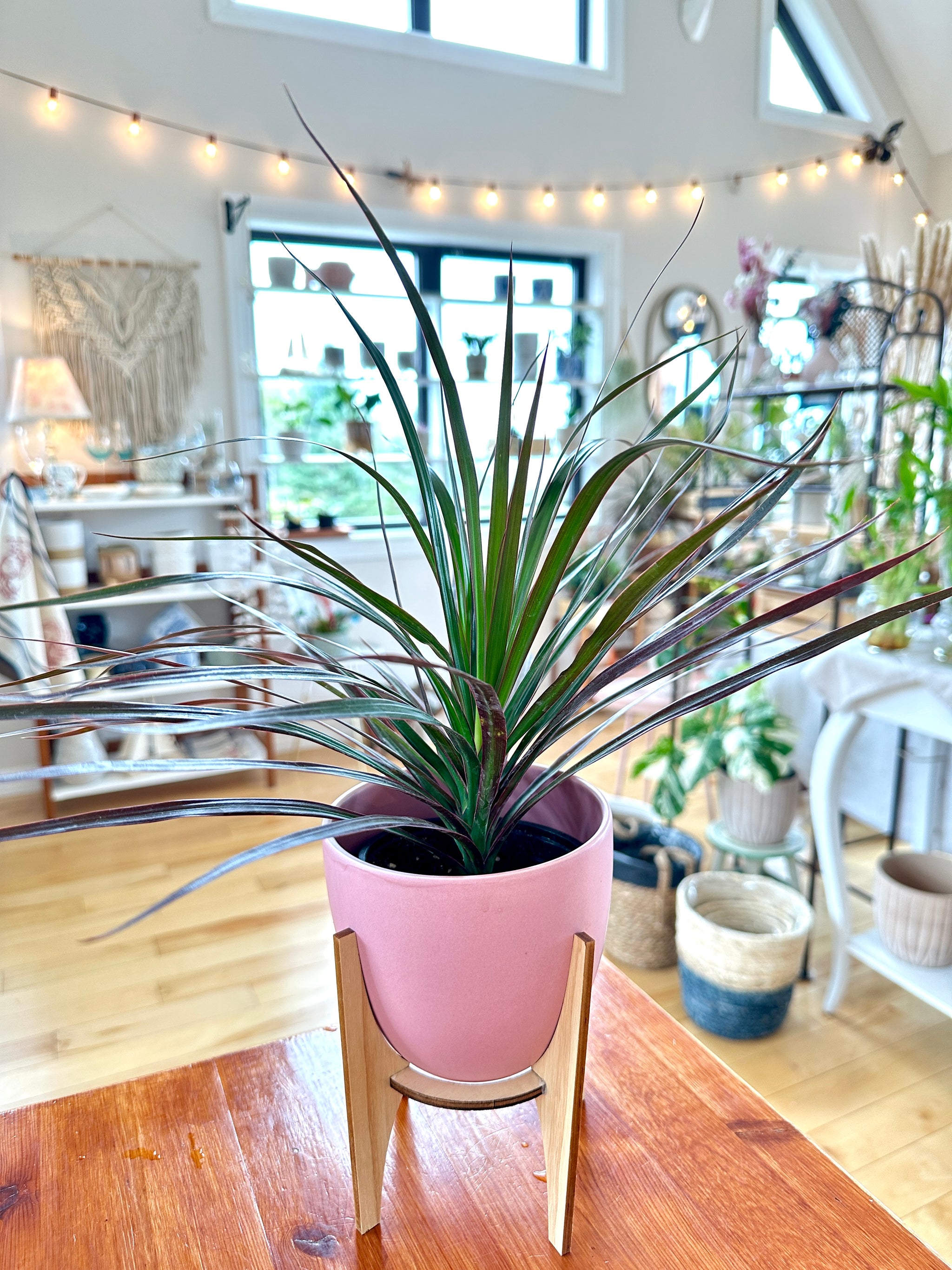 dracaena bicolor indoor Dracaena marginata 'bicolore'