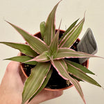 Cryptanthus bivittatus 'Pink Starlite' 4"