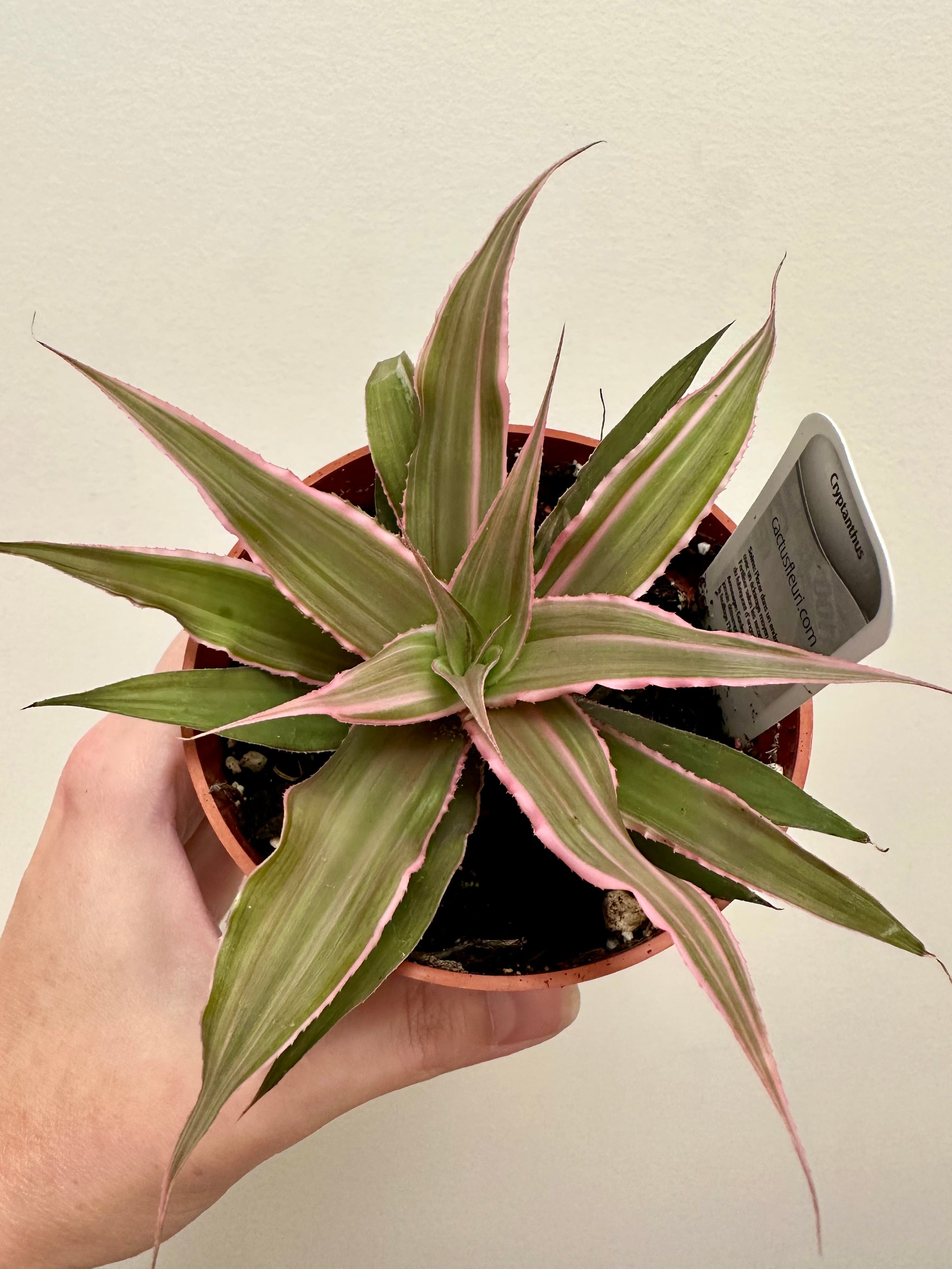 Cryptanthus bivittatus 'Pink Starlite' 4"