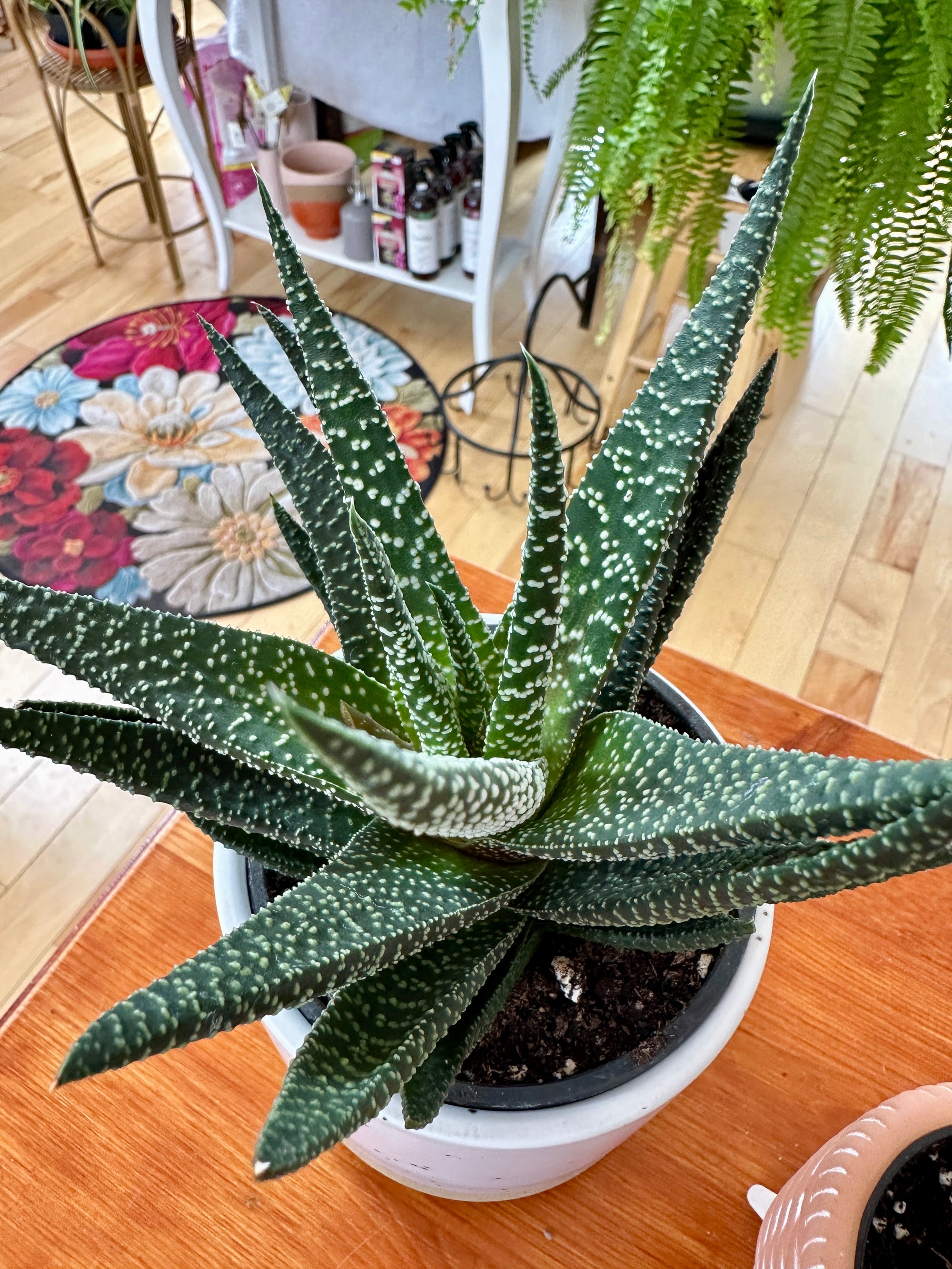 Haworthia fasciata