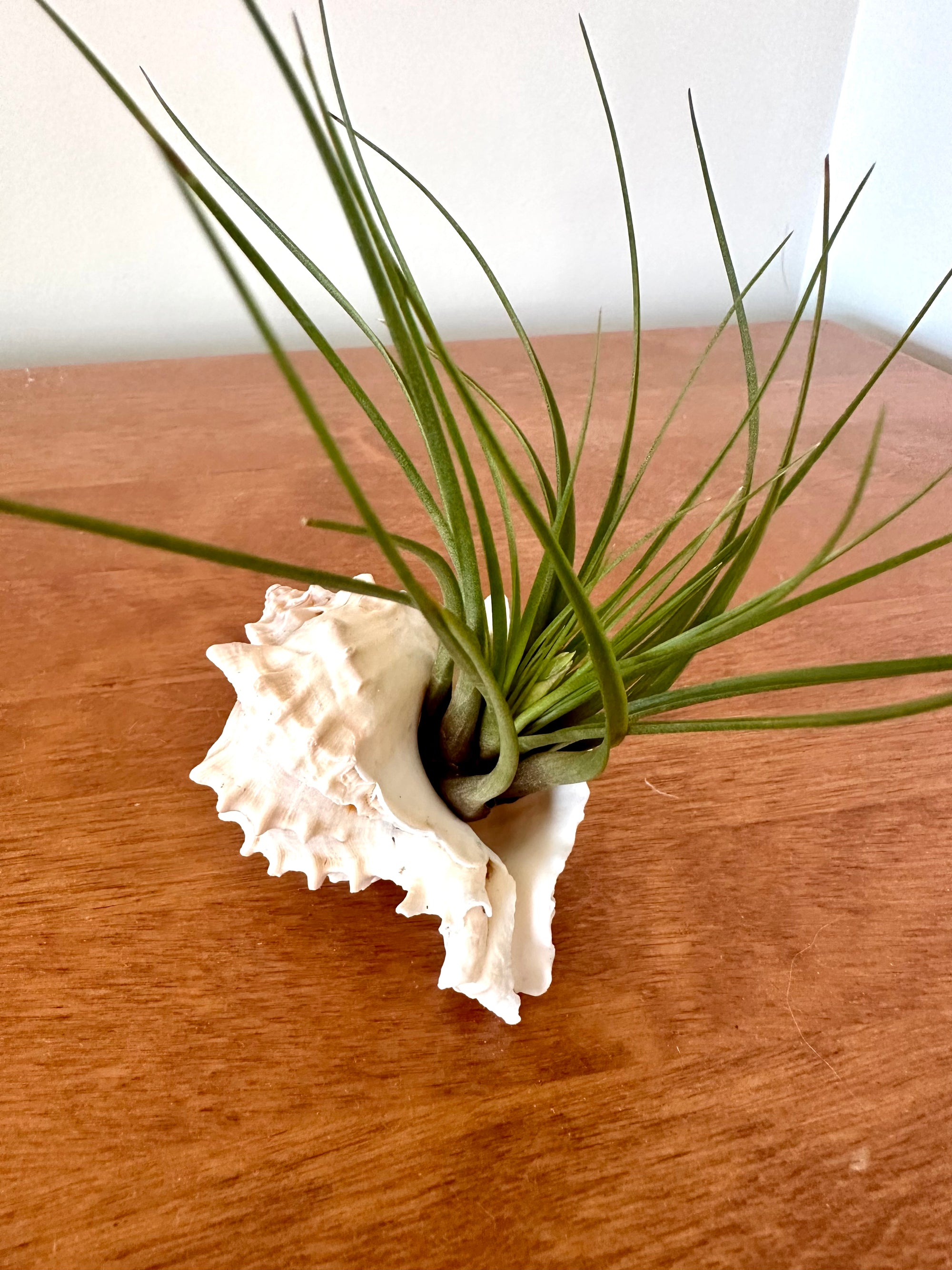 Tillandsia dans son coquillage Murex 🐚/Tillandsia in its Murex seashell