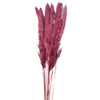 Pampas grass fuchsia