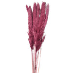 Pampas grass fuchsia