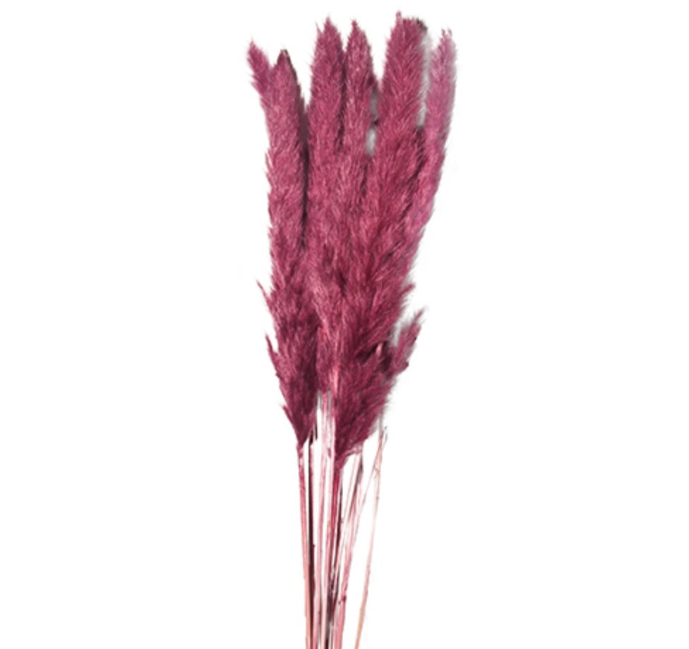 Pampas grass fuchsia