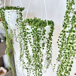 Senecio Rowleyanus | String of Pearls