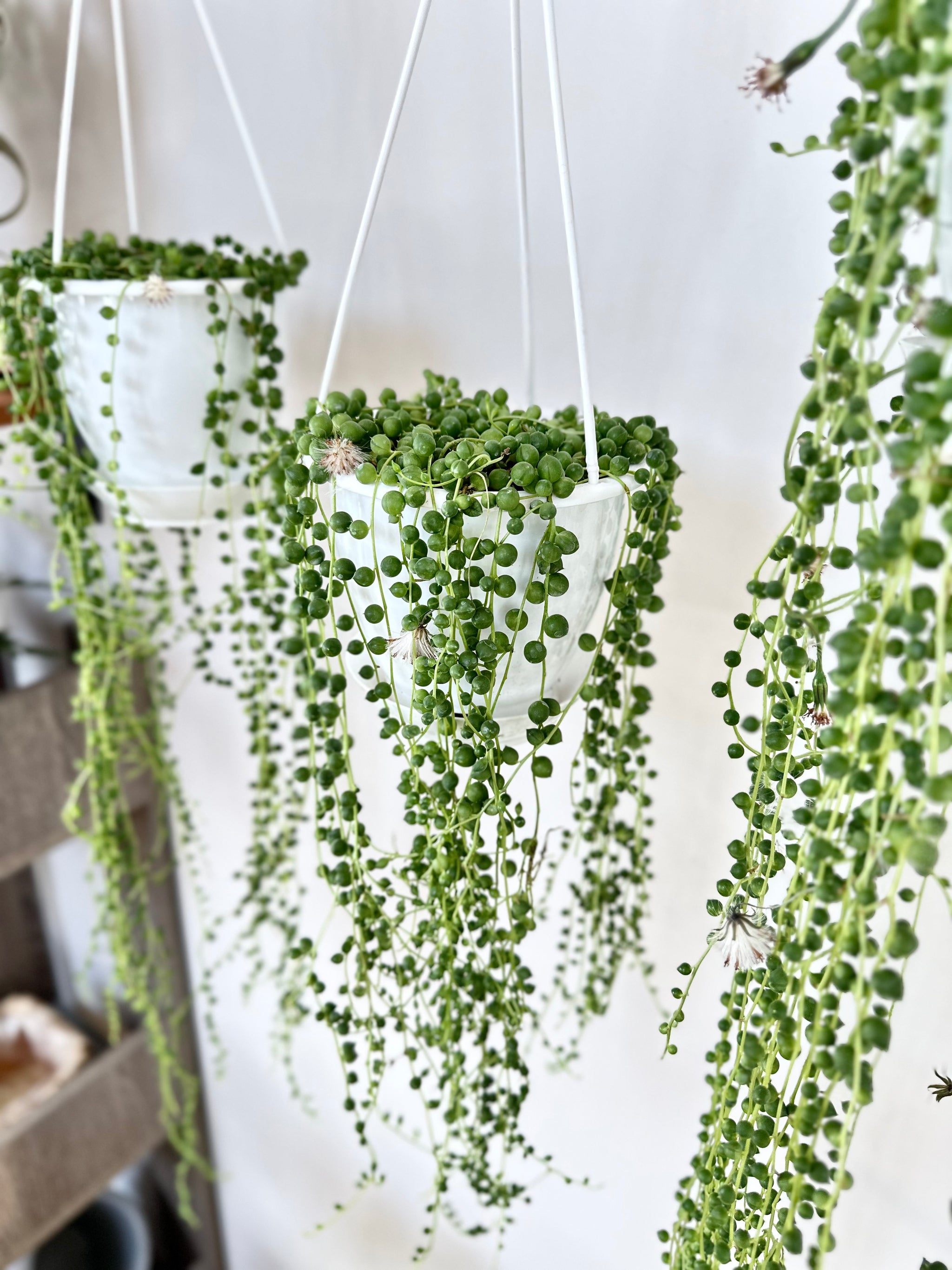 Senecio Rowleyanus 'Collier de perles'