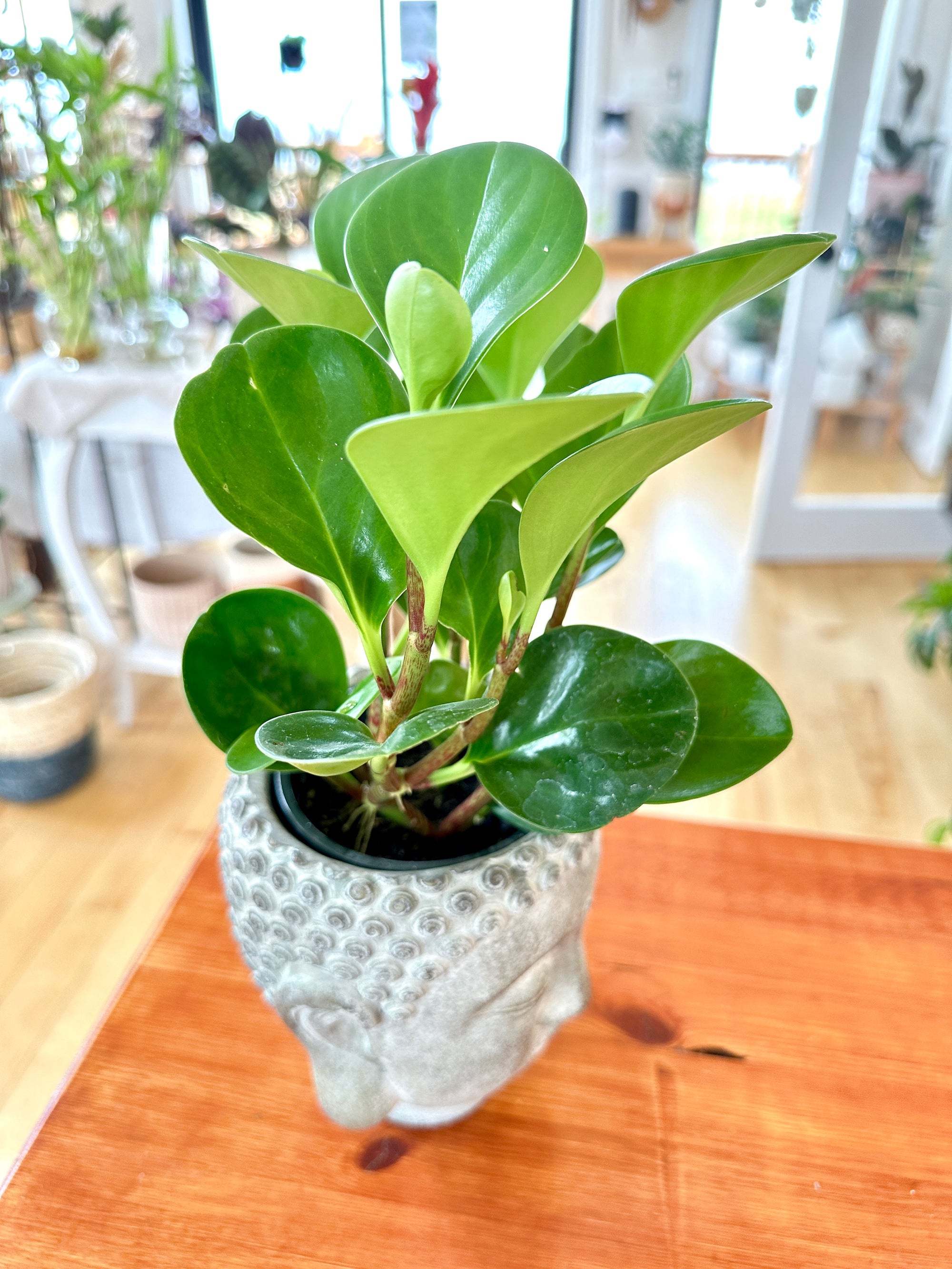 Peperomia Obtusifolia