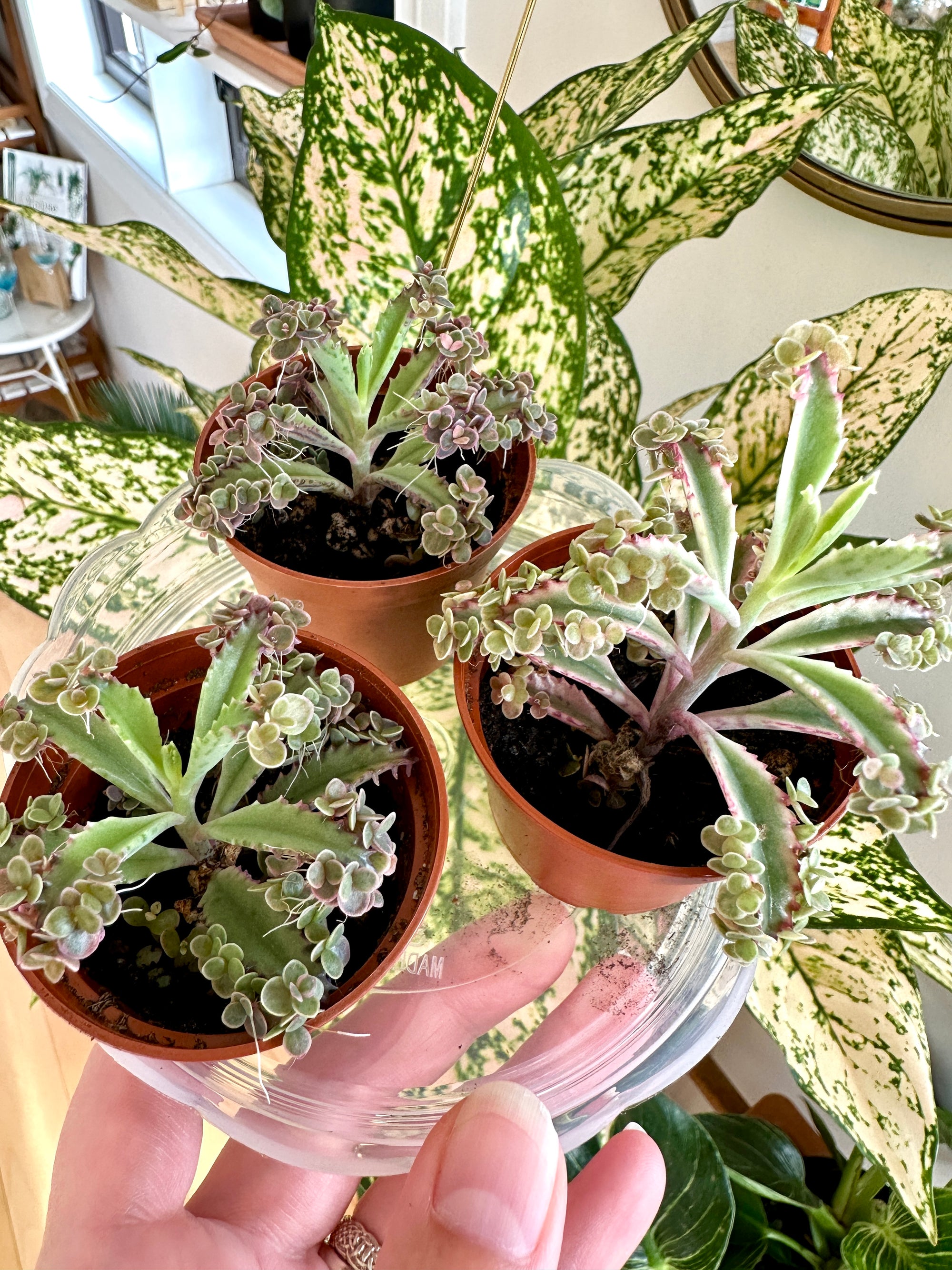 Kalanchoe daignemontiana “Pink Butterfly” variegata (Mother of Thousands)