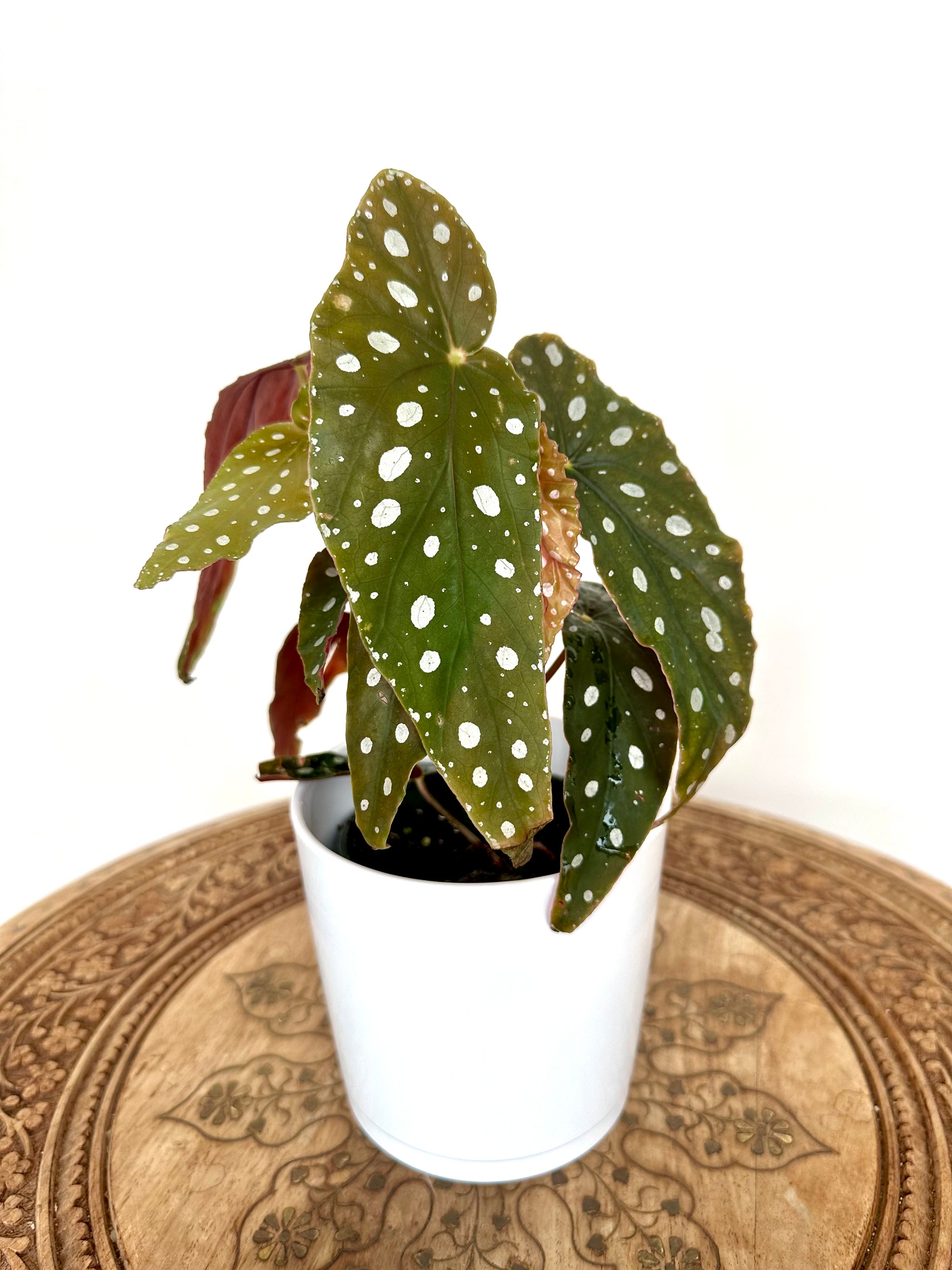 Begonia maculata