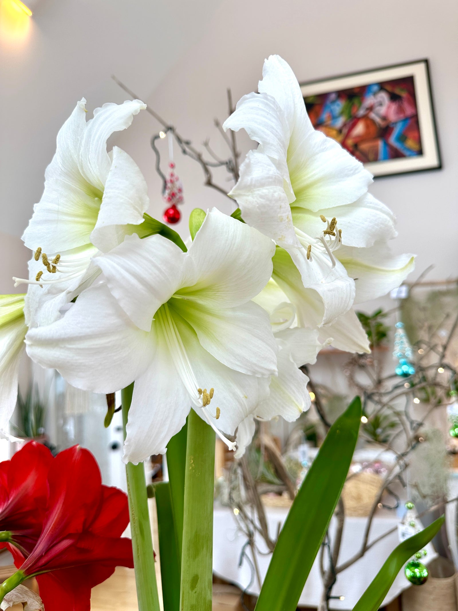 Amaryllis