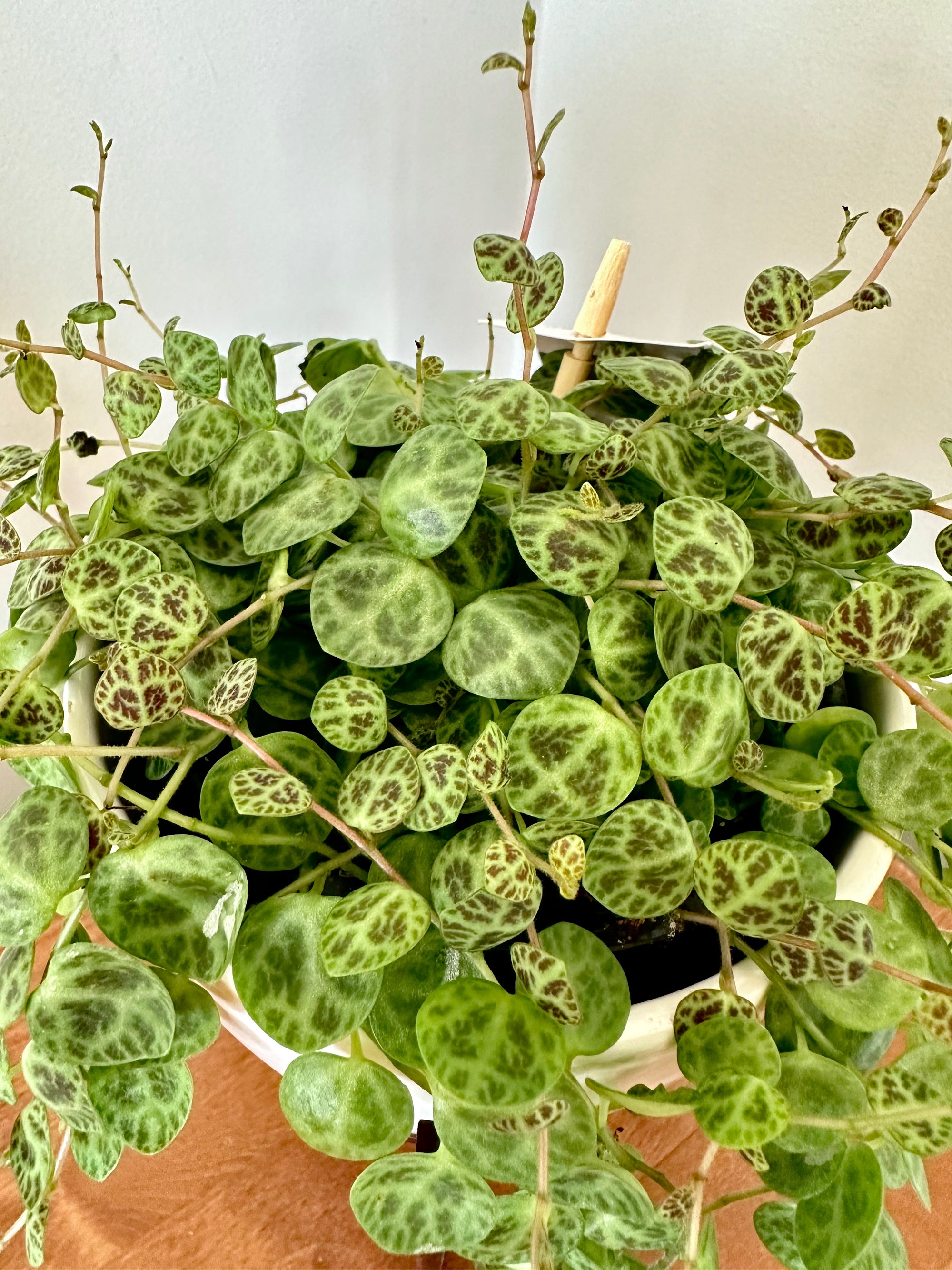 Peperomia Prostrata 'Chaîne de tortues'