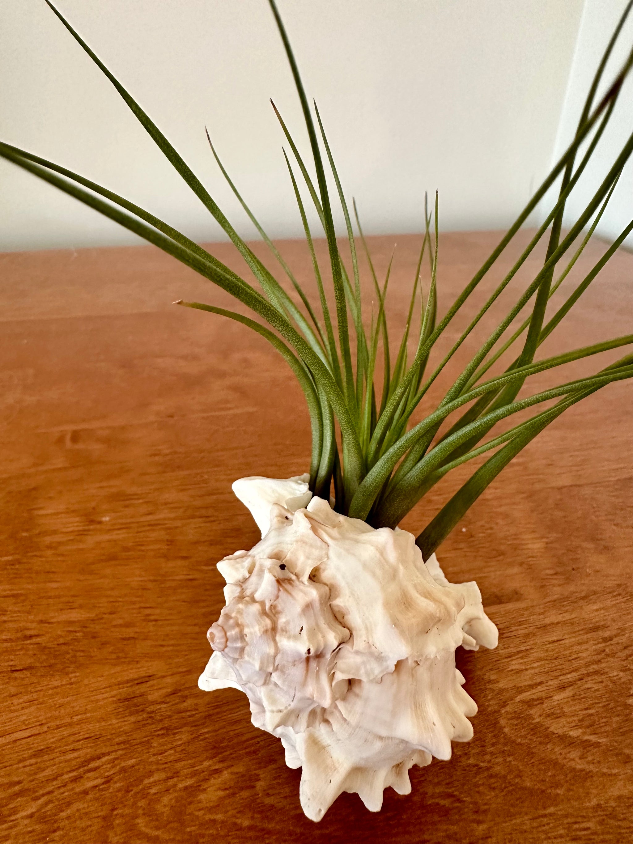 Tillandsia dans son coquillage Murex 🐚/Tillandsia in its Murex seashell