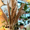 Pampas grass feather brown/beige