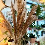 Pampas grass feather brown/beige