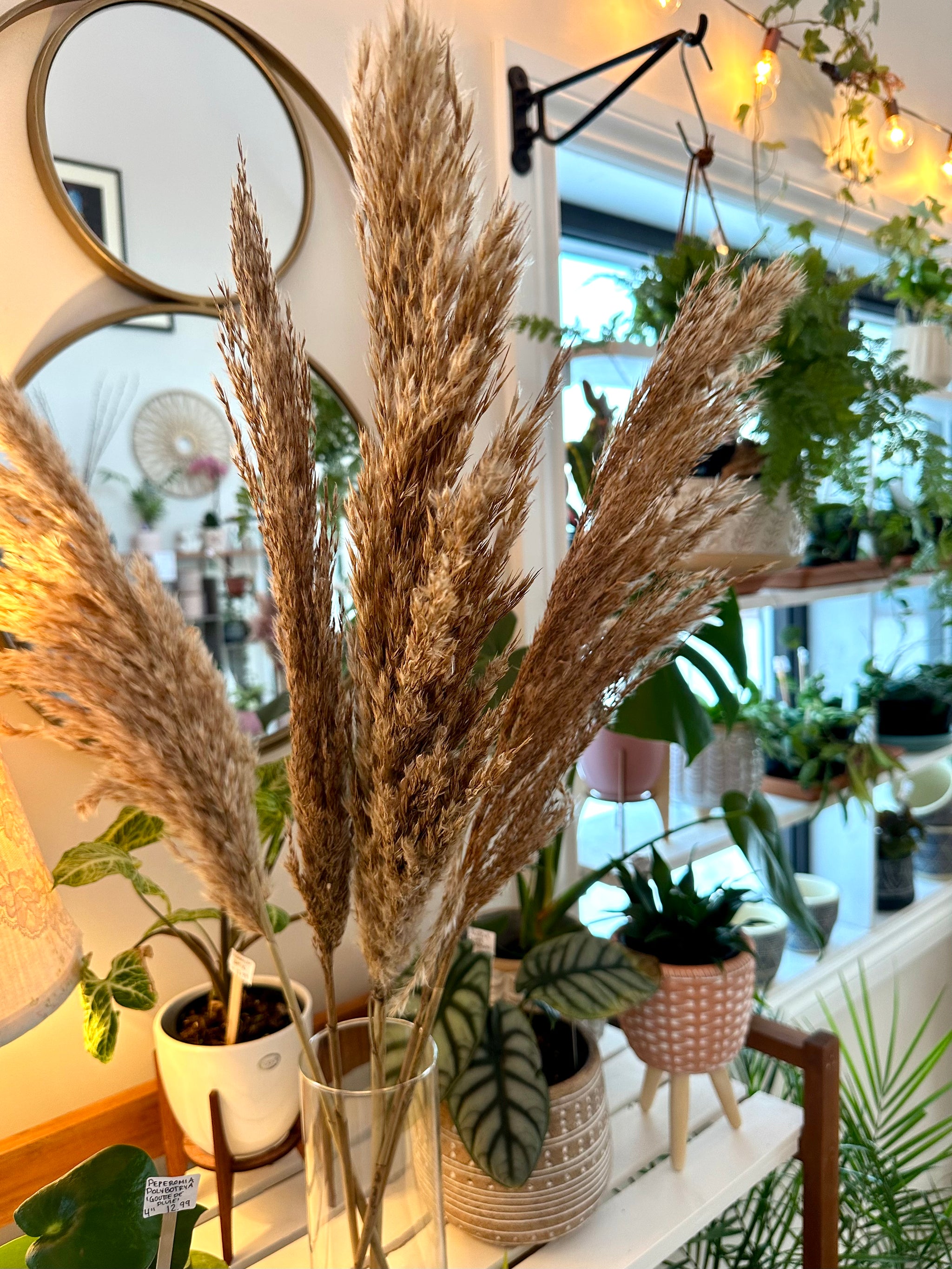 Pampas grass feather brown/beige