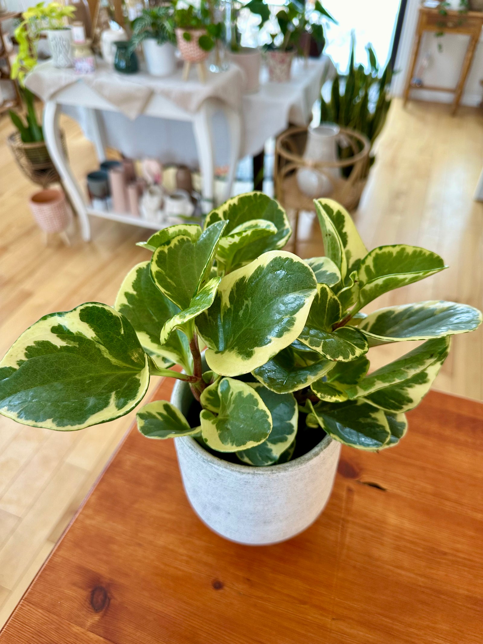 Peperomia Obtusifolia variegata