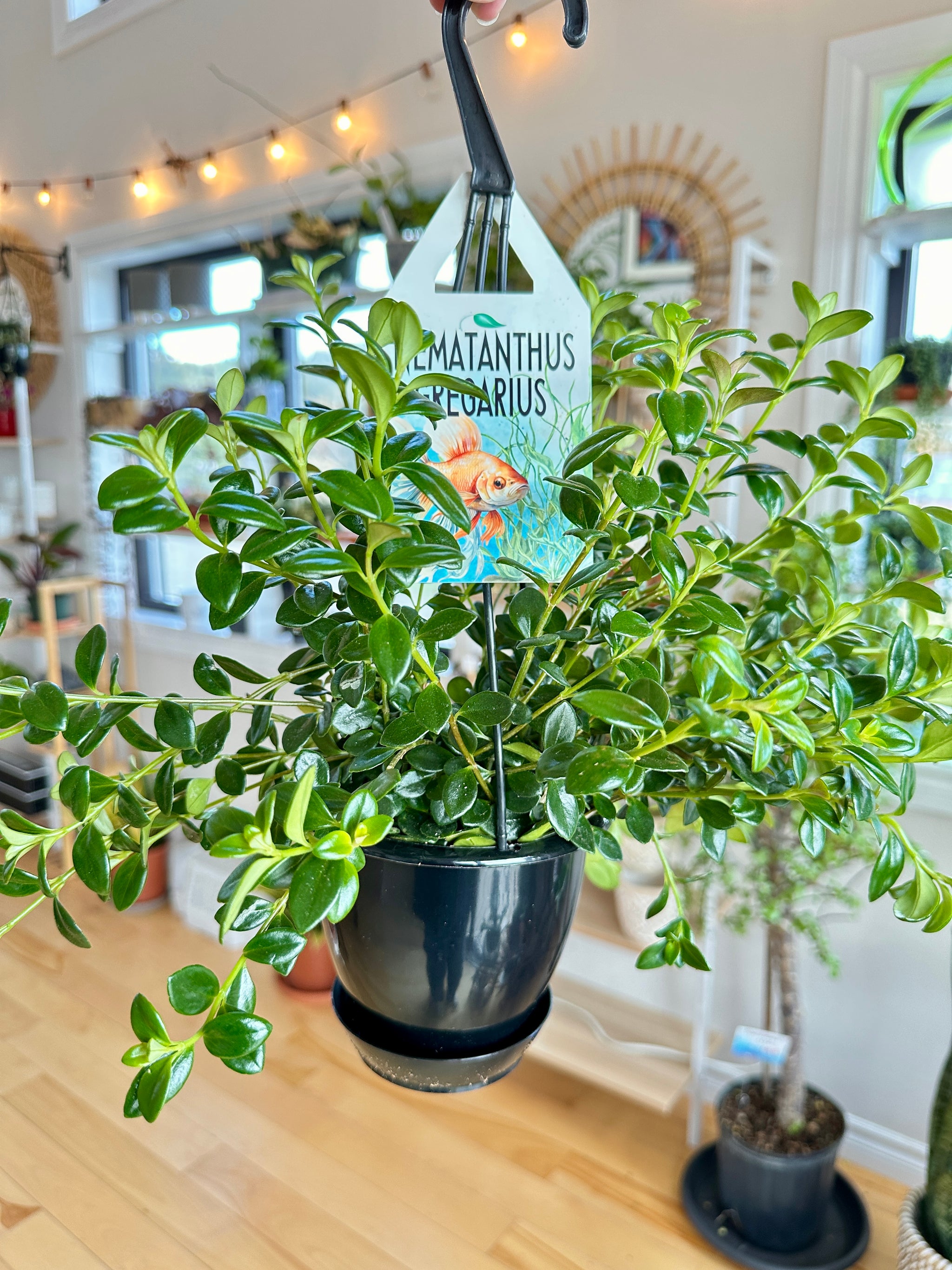 Nematanthus gregarius  Poisson rouge Gold fish plant