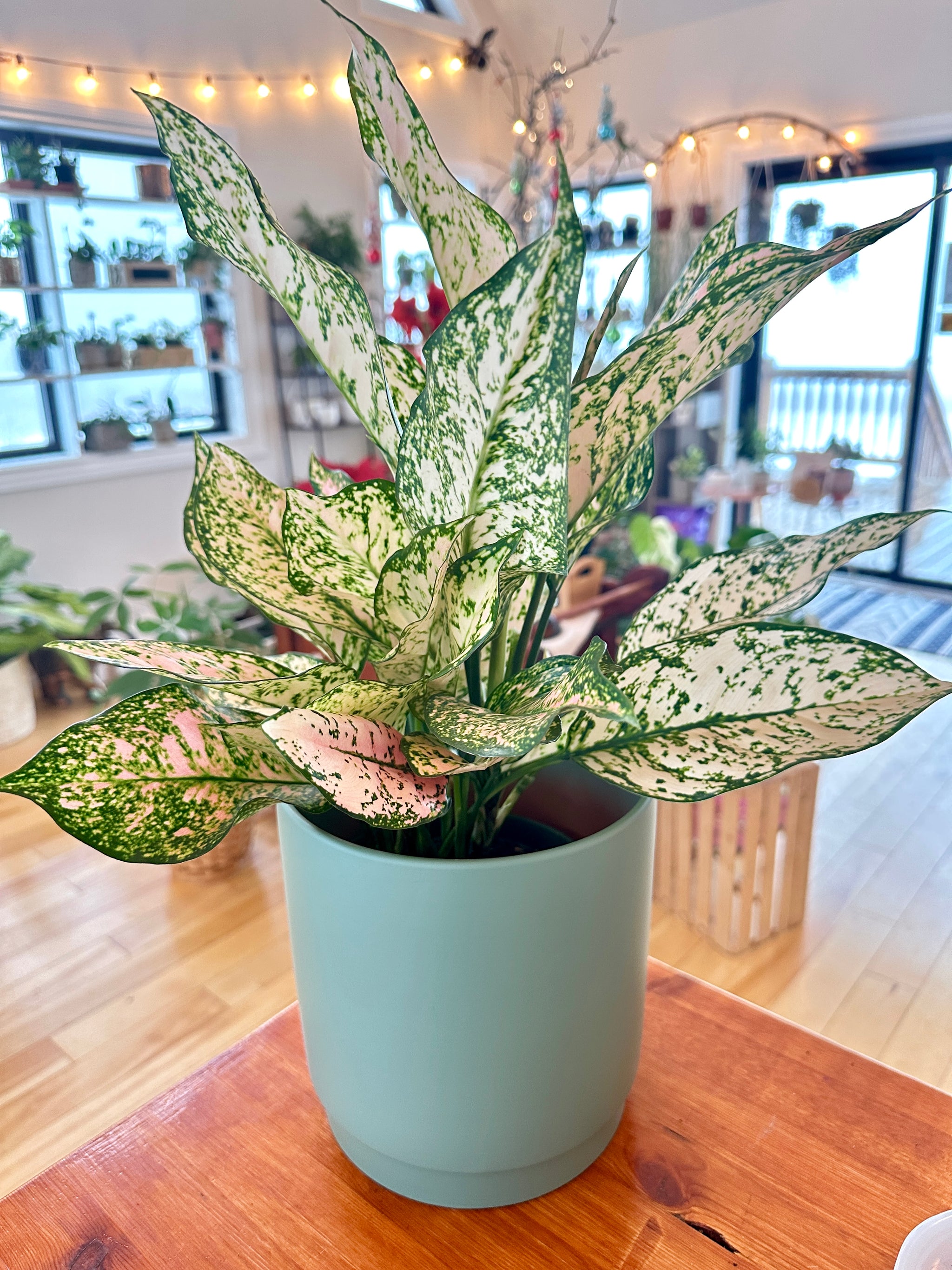 Aglaonema 'Etta Rose'