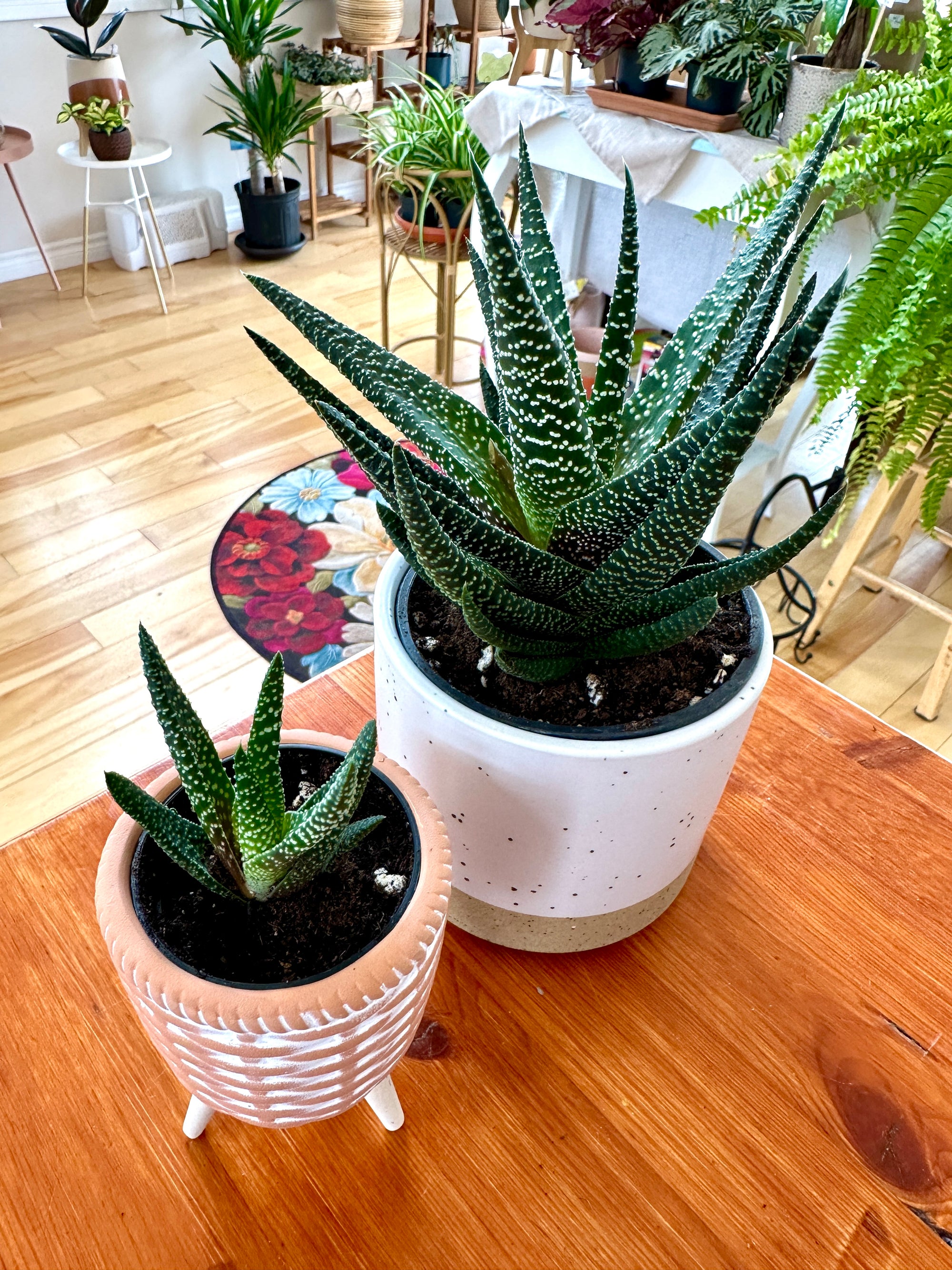 Haworthia fasciata