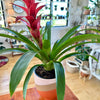 Bromelia Guzmania 6"