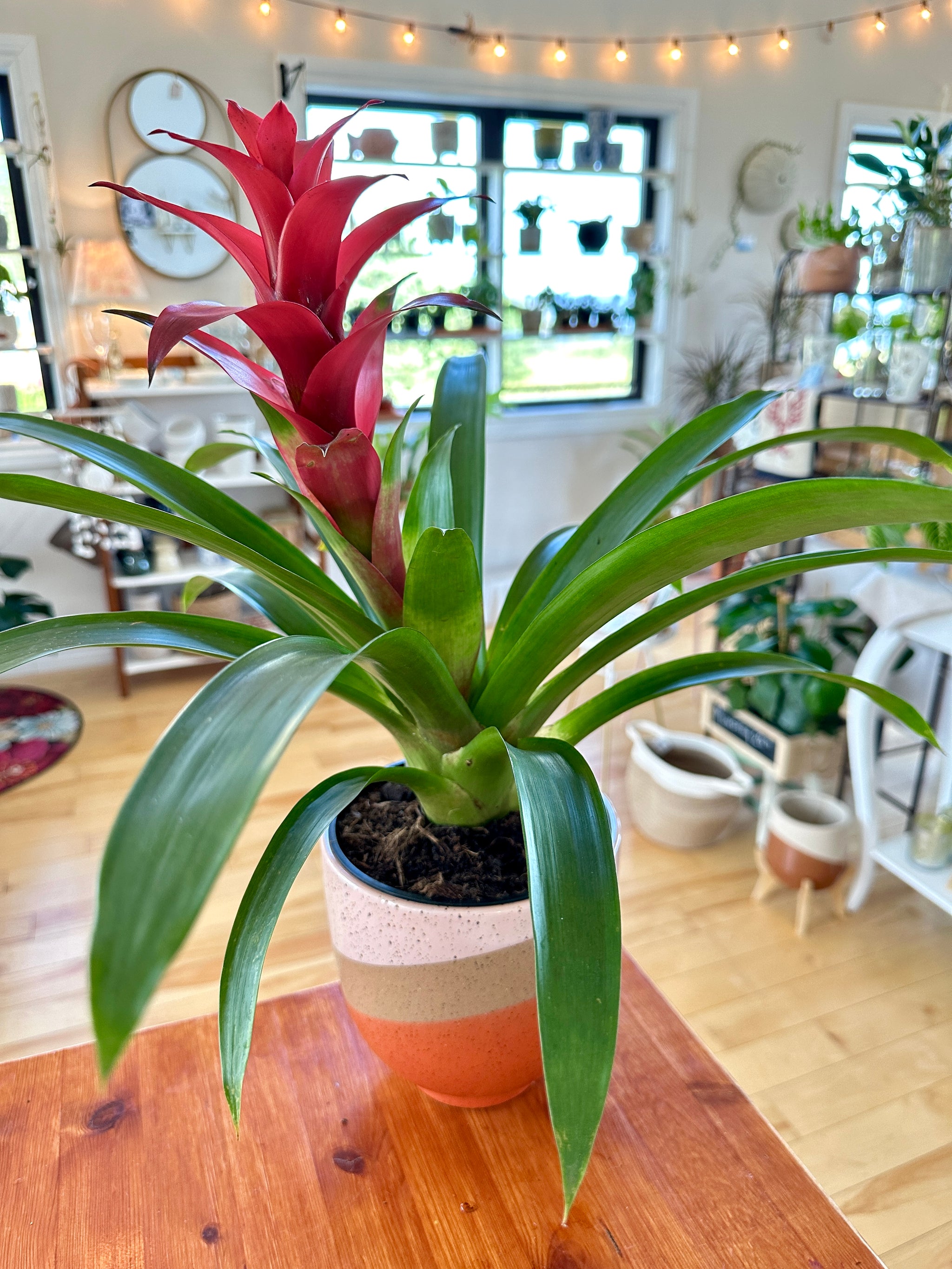 Bromelia Guzmania 6"