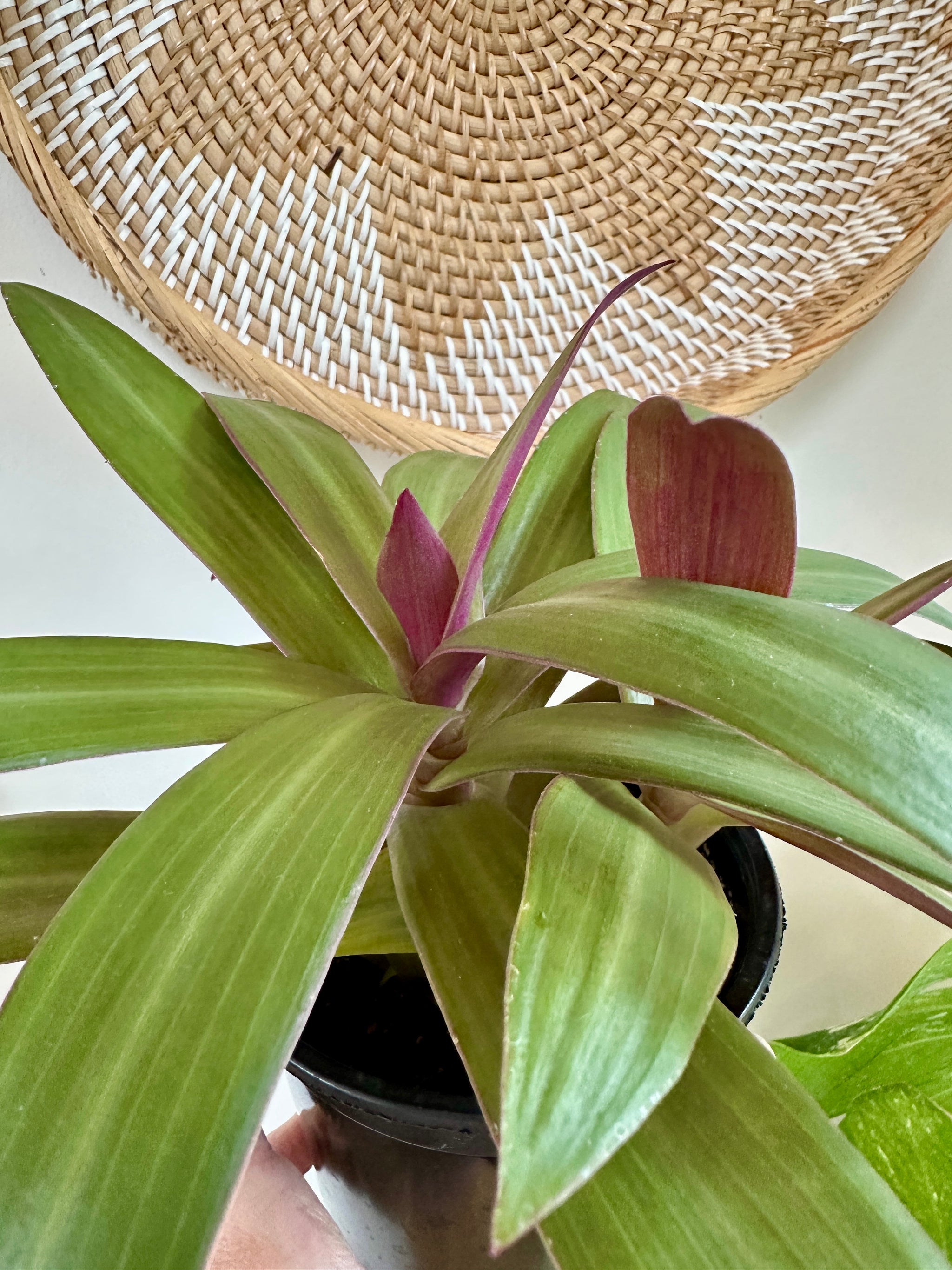 Tradescantia spathacea