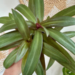 Tradescantia spathacea
