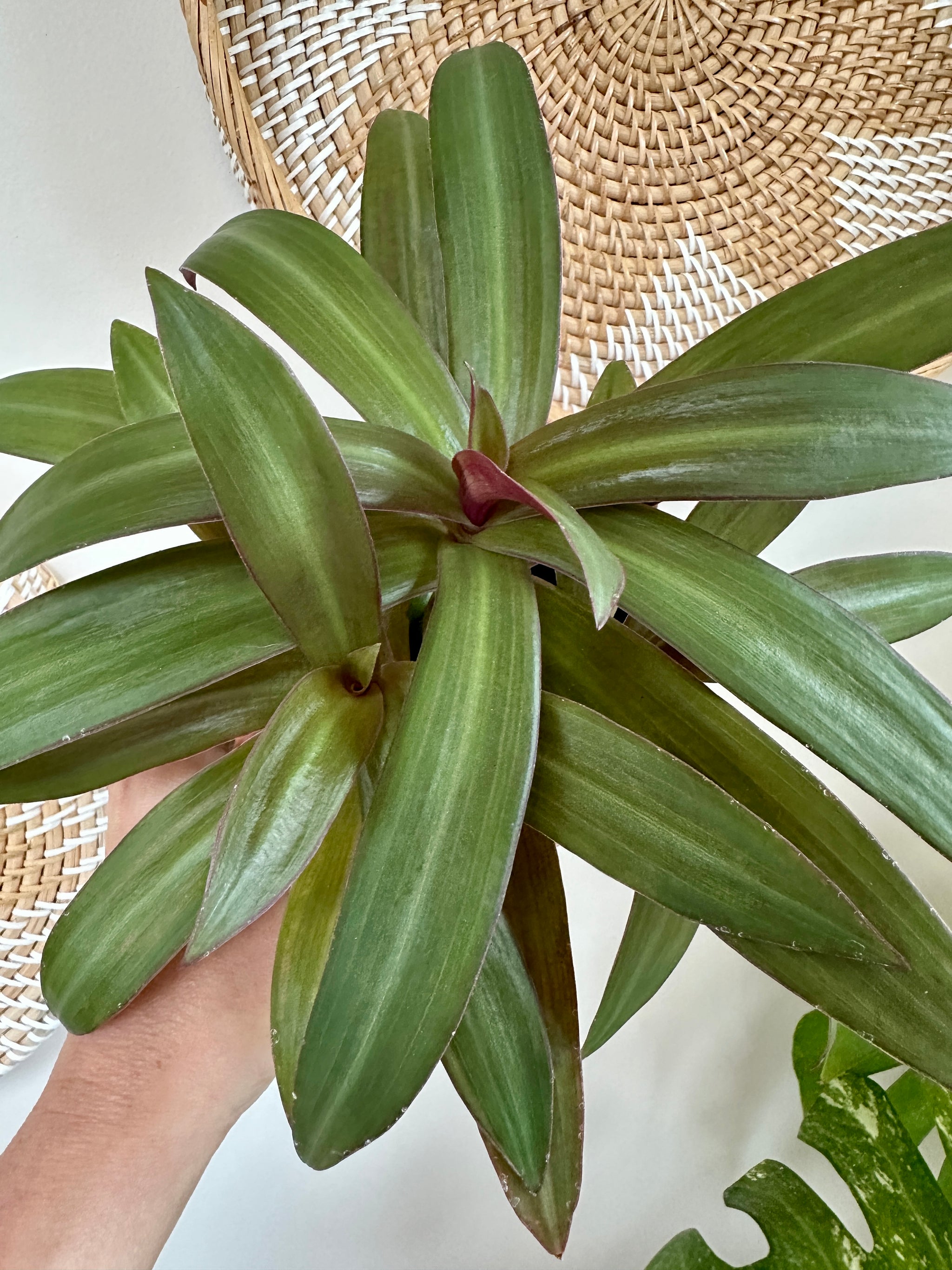 Tradescantia spathacea