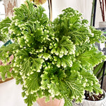 selaginella frosty fern