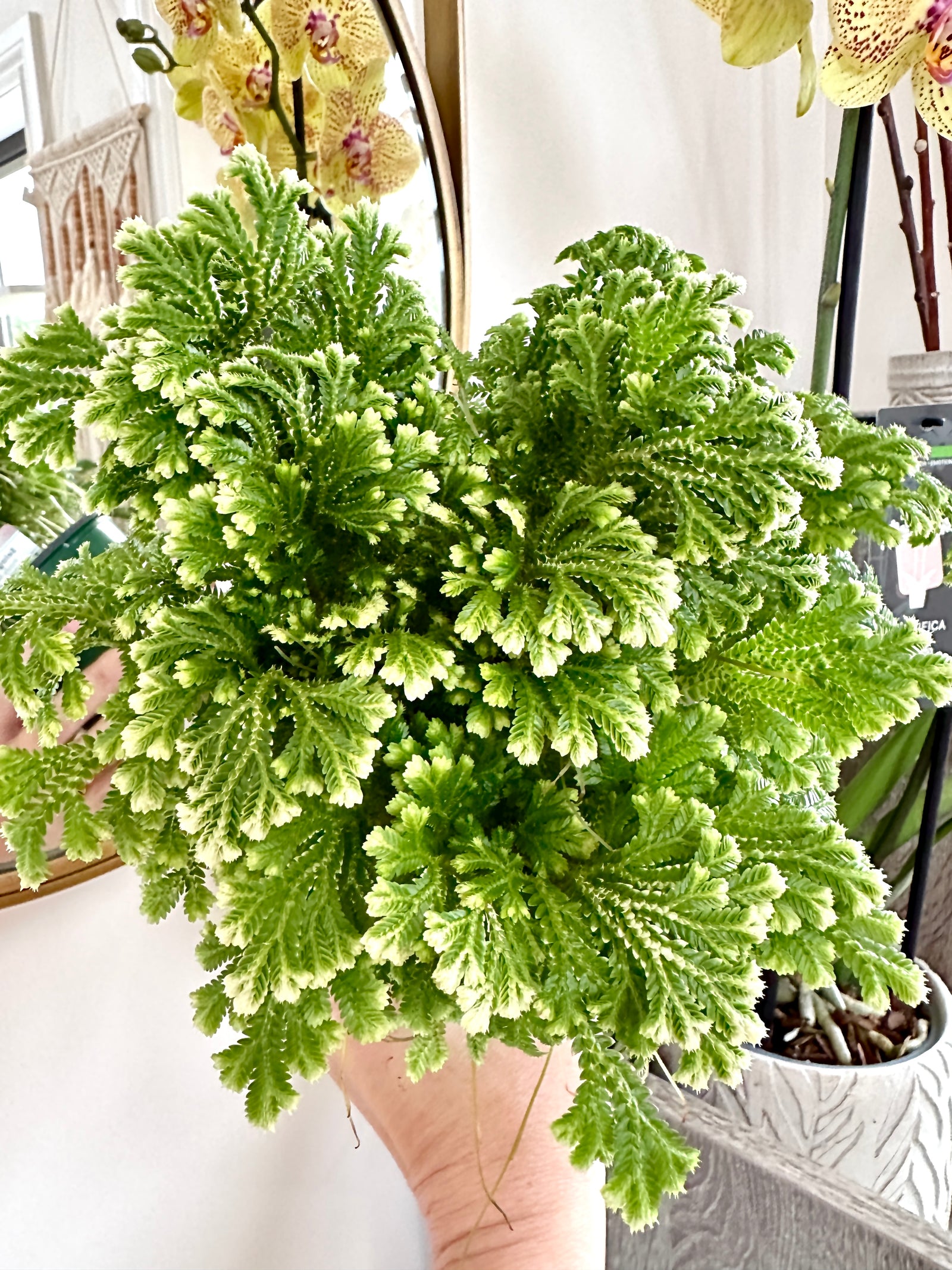 Selaginella "Fougère givrée"