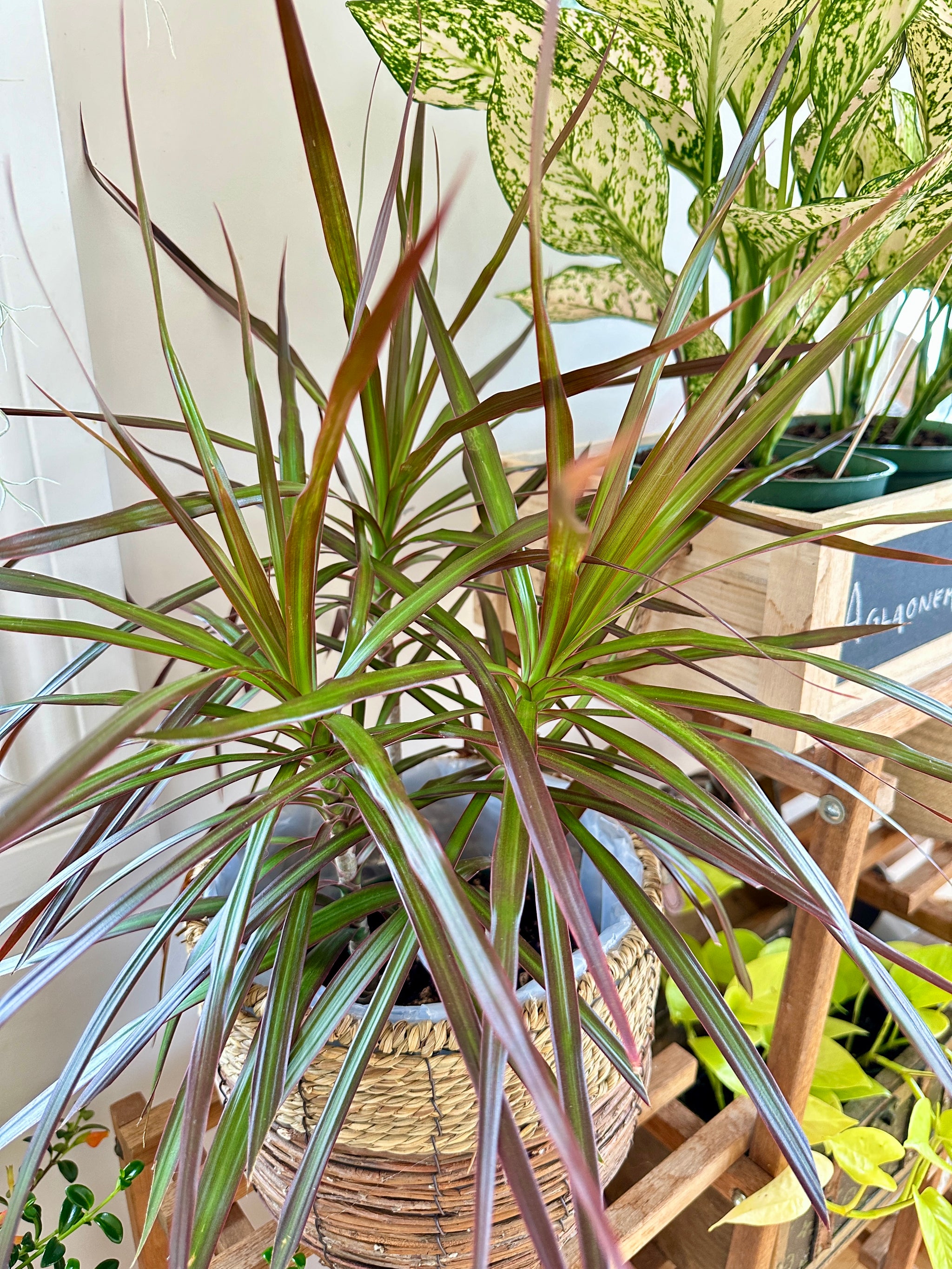 red margined dracaena plant Dracaena marginata 'bicolore'