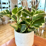 Peperomia Obtusifolia variegata