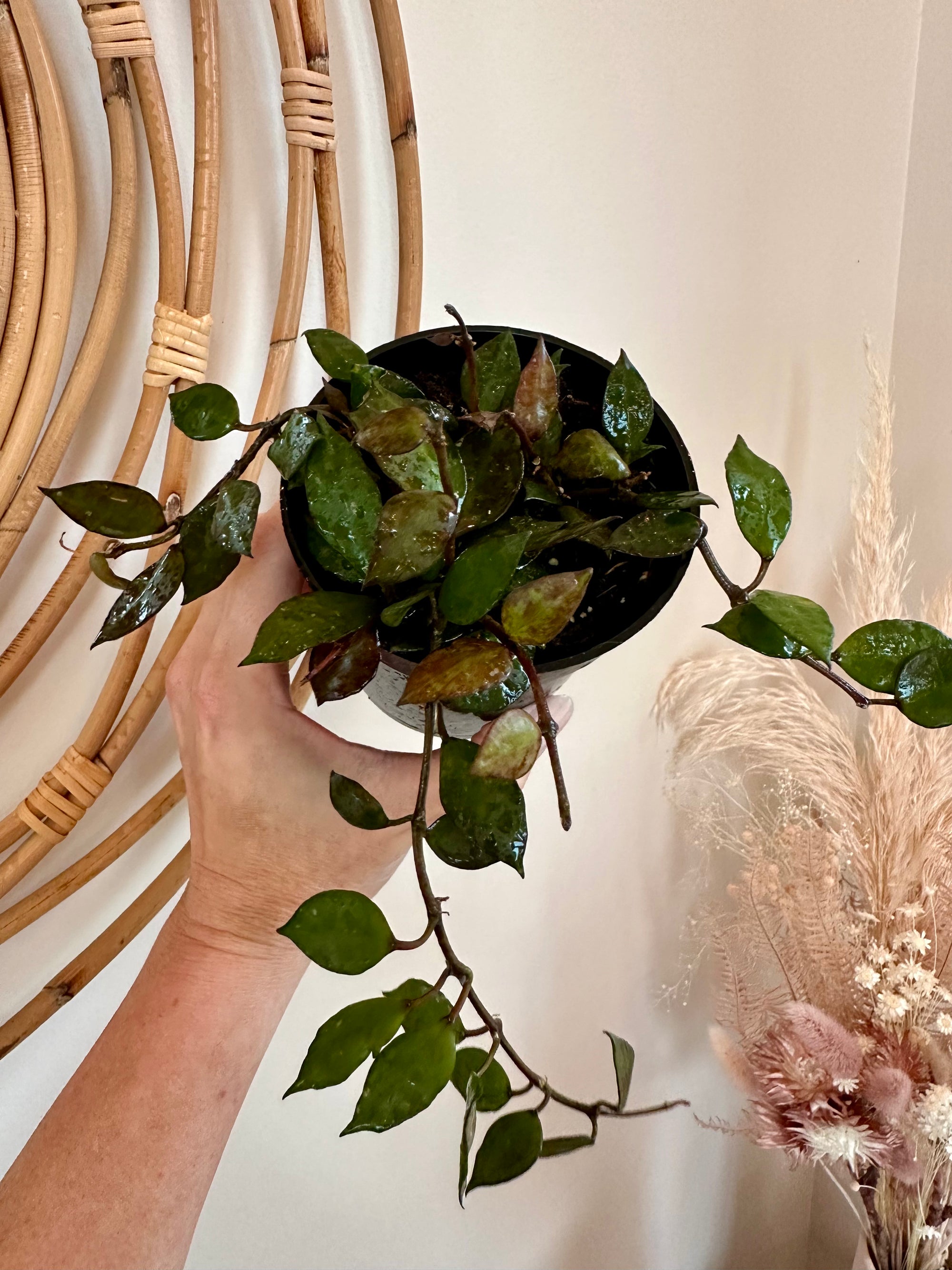 Hoya krohniana black