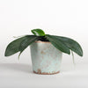 Glazed ceramic planter