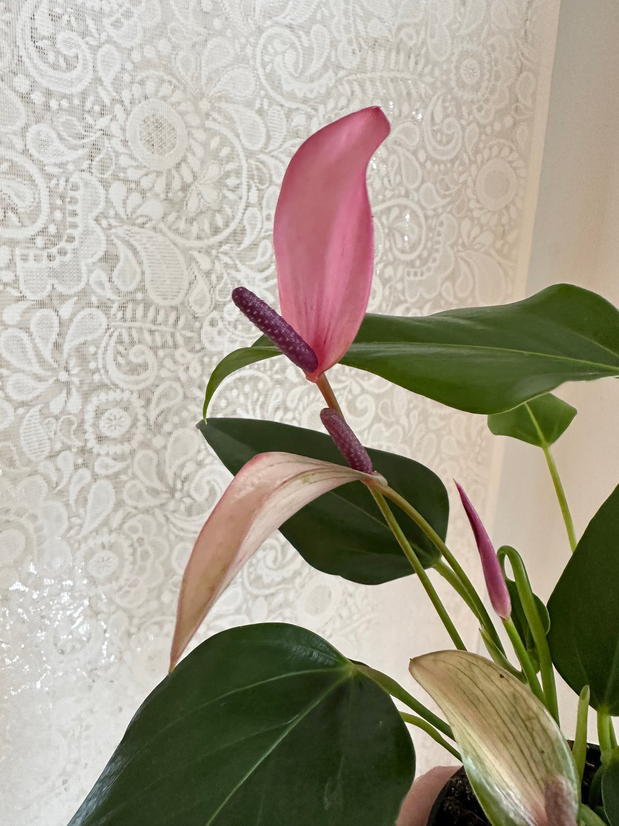 Anthurium Andreanum 4”