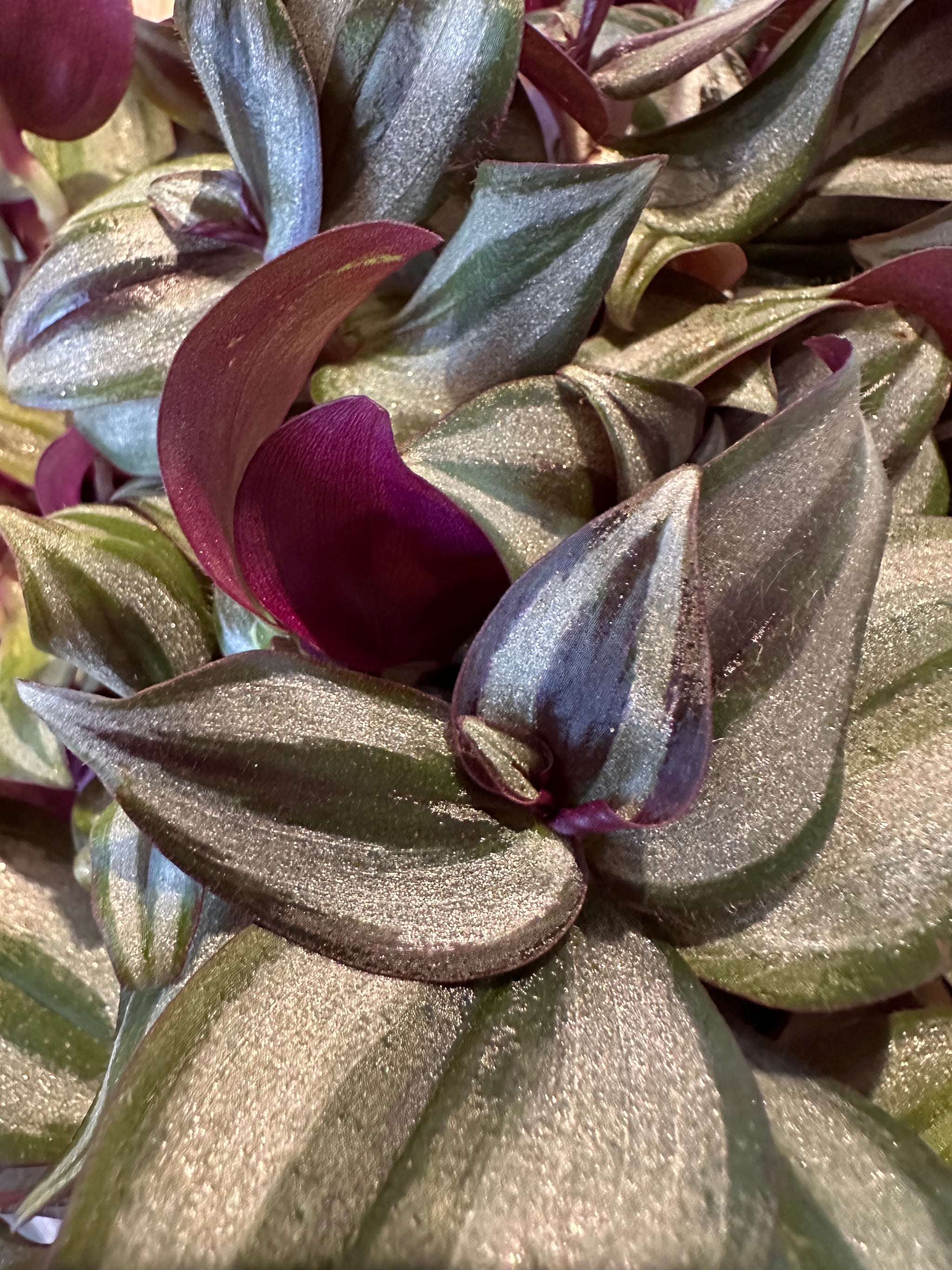 Tradescantia Zebrina