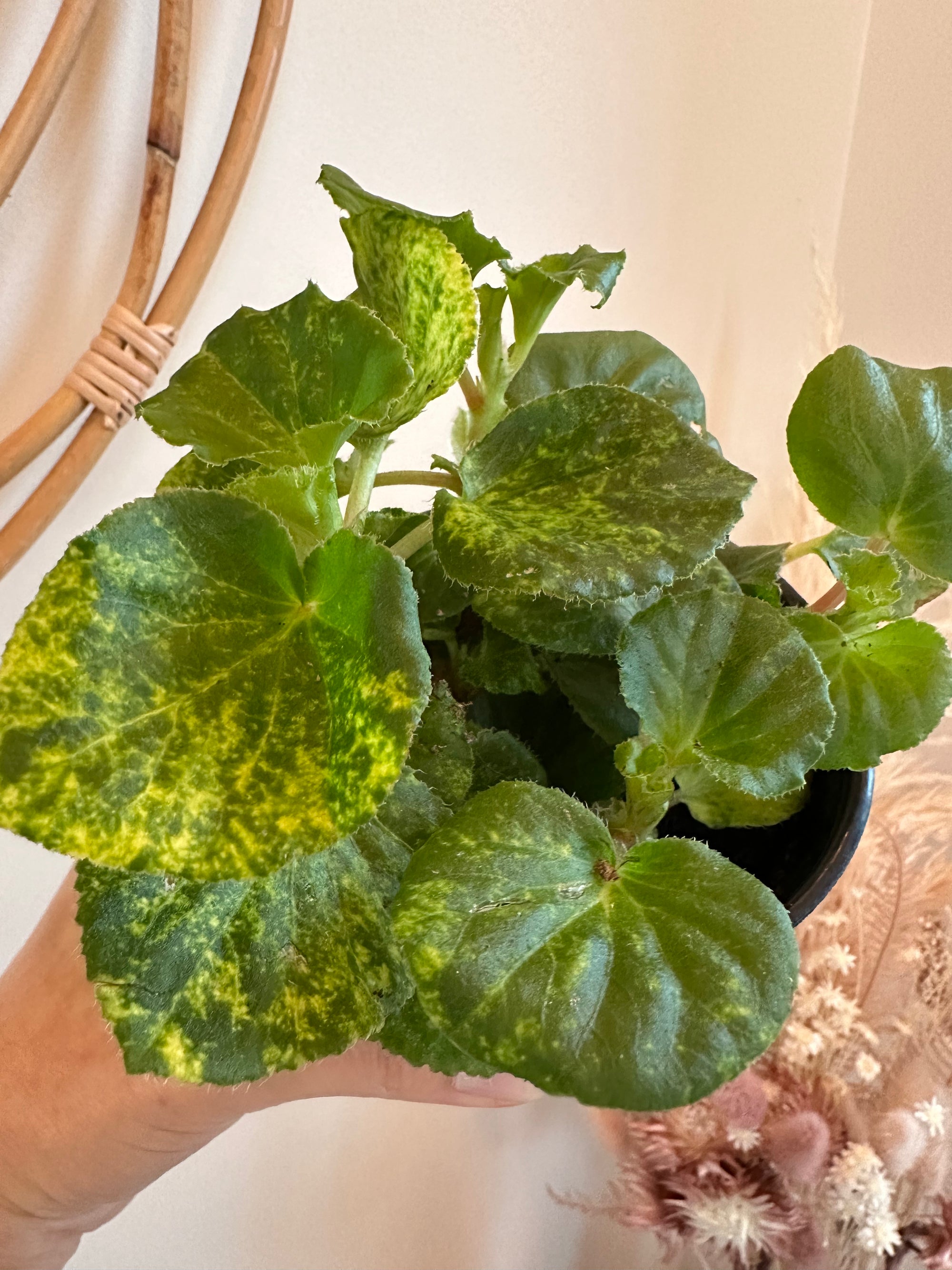 Begonia semperflorens variegata