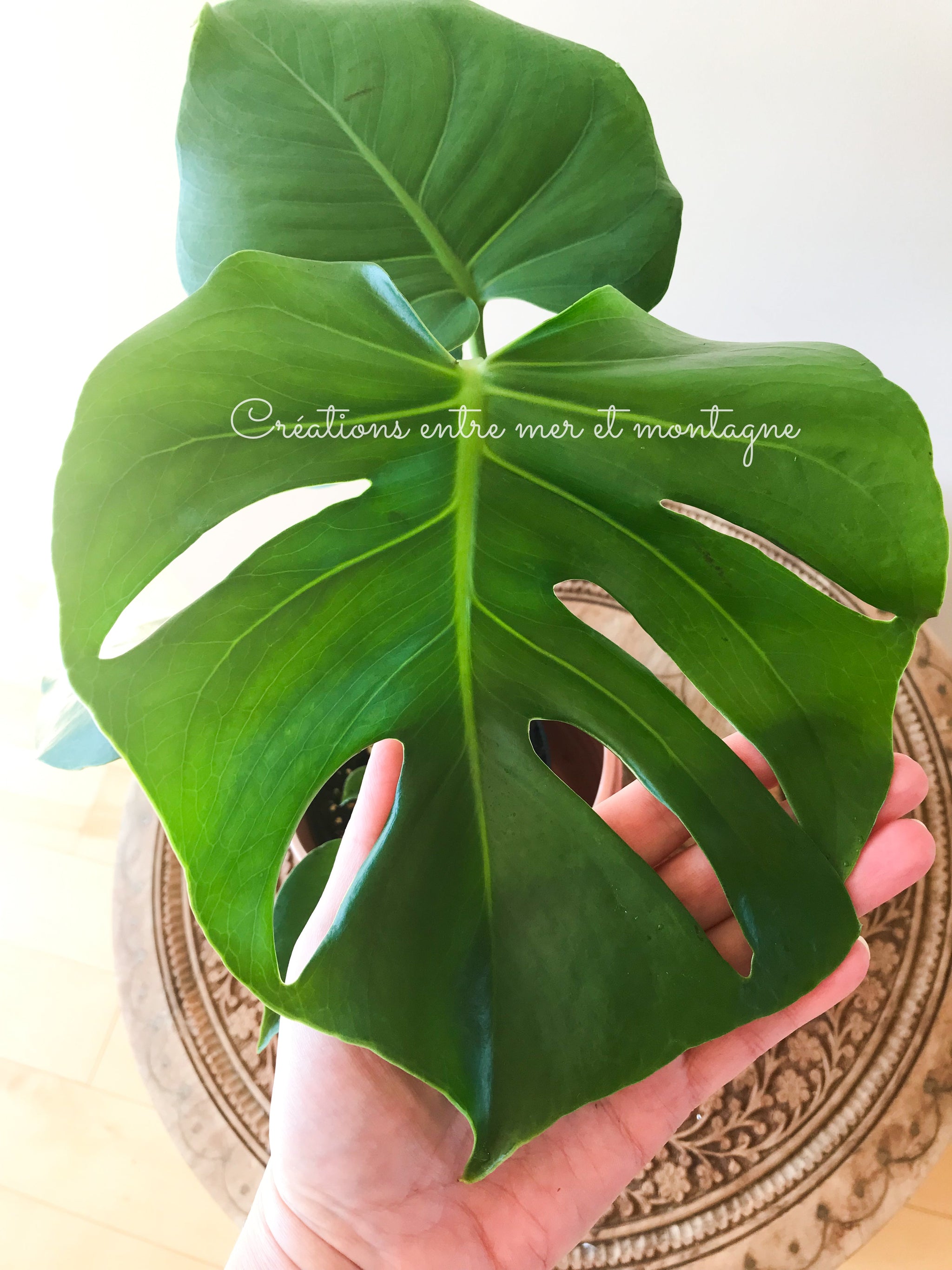 Monstera Deliciosa