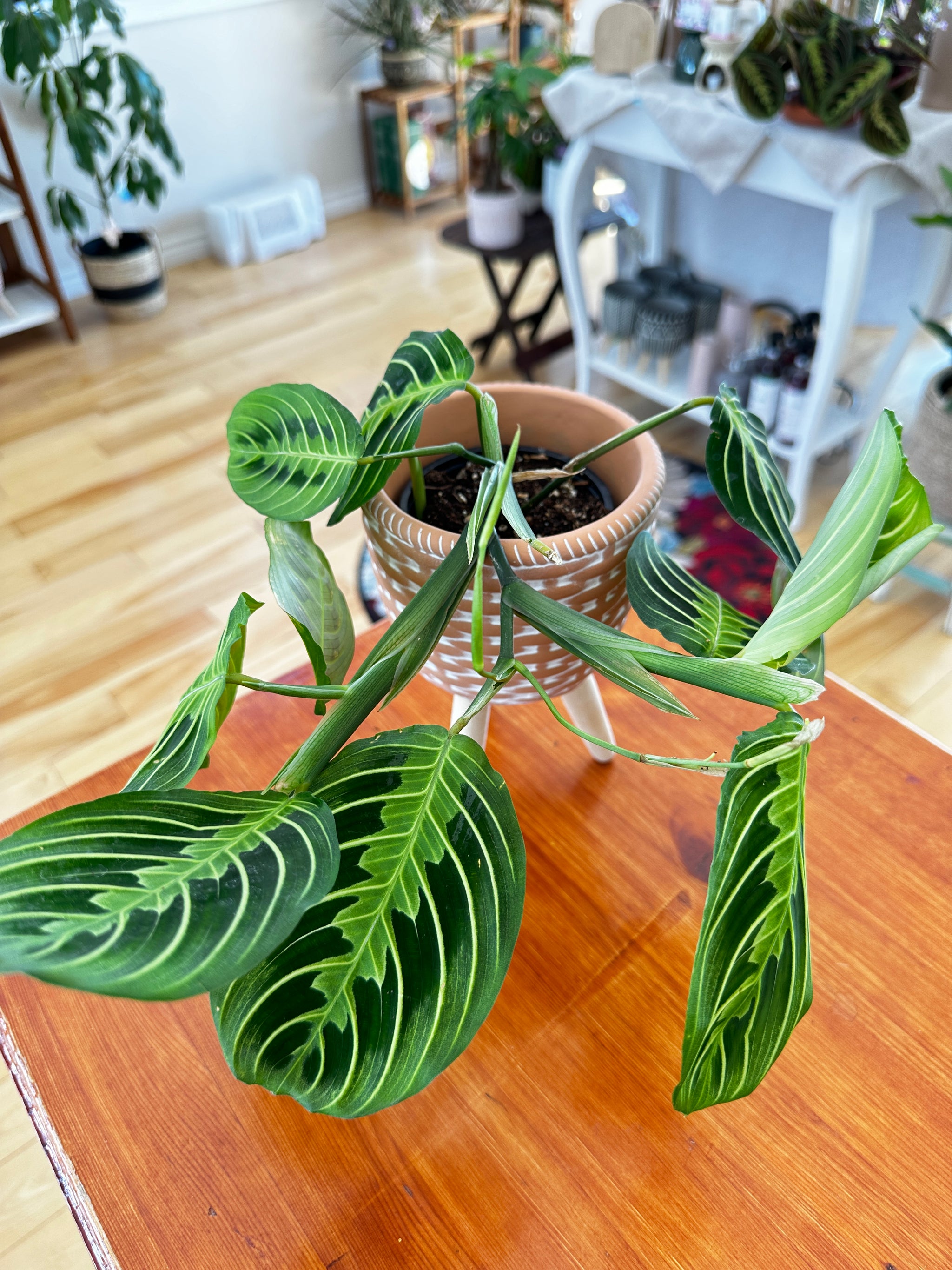 Maranta Leuconeure 'Lemon Lime'